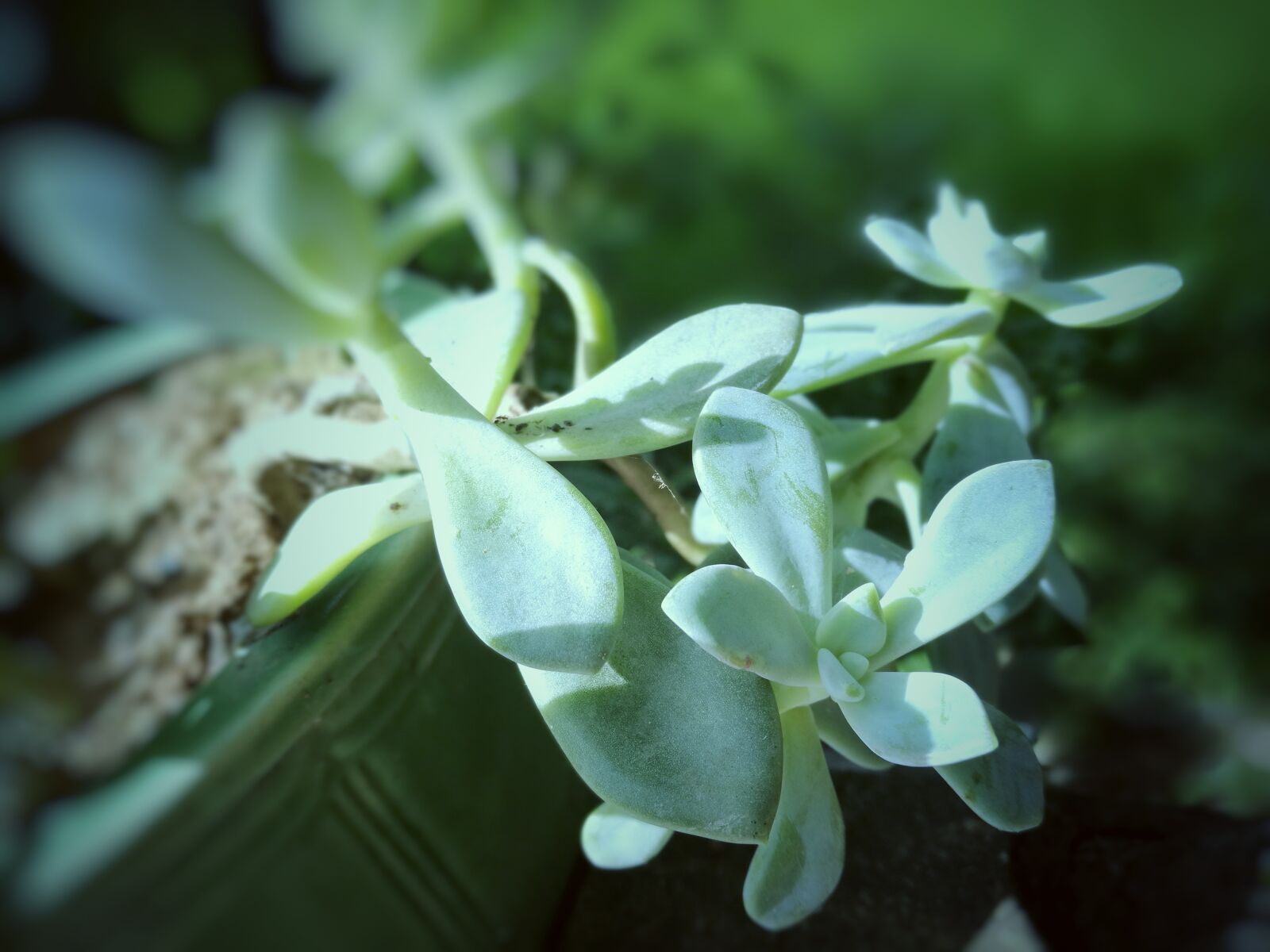 HUAWEI P9 sample photo. The fleshy, natural, the photography
