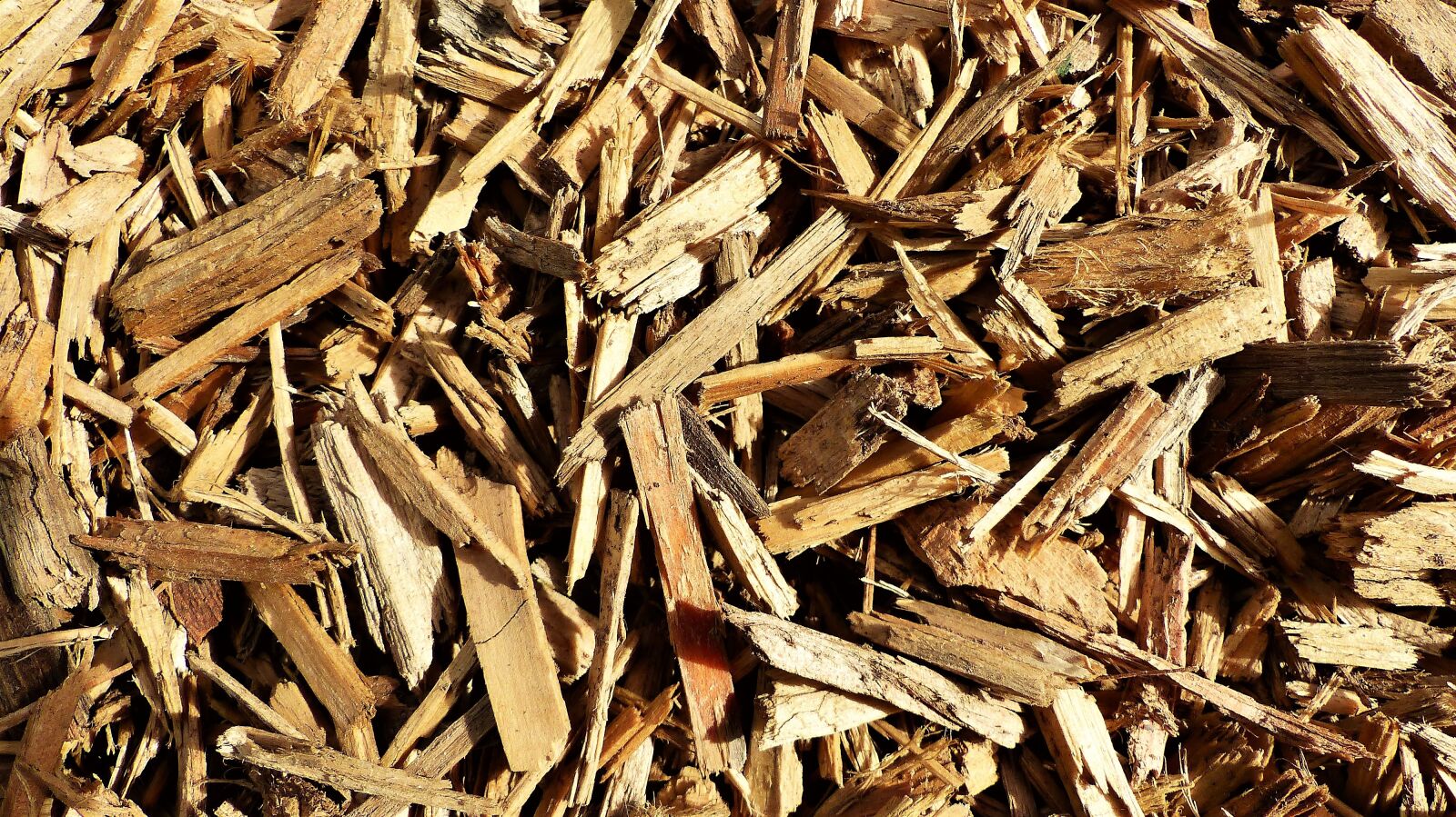 Panasonic Lumix DMC-FZ200 sample photo. Dry, lot, grass photography