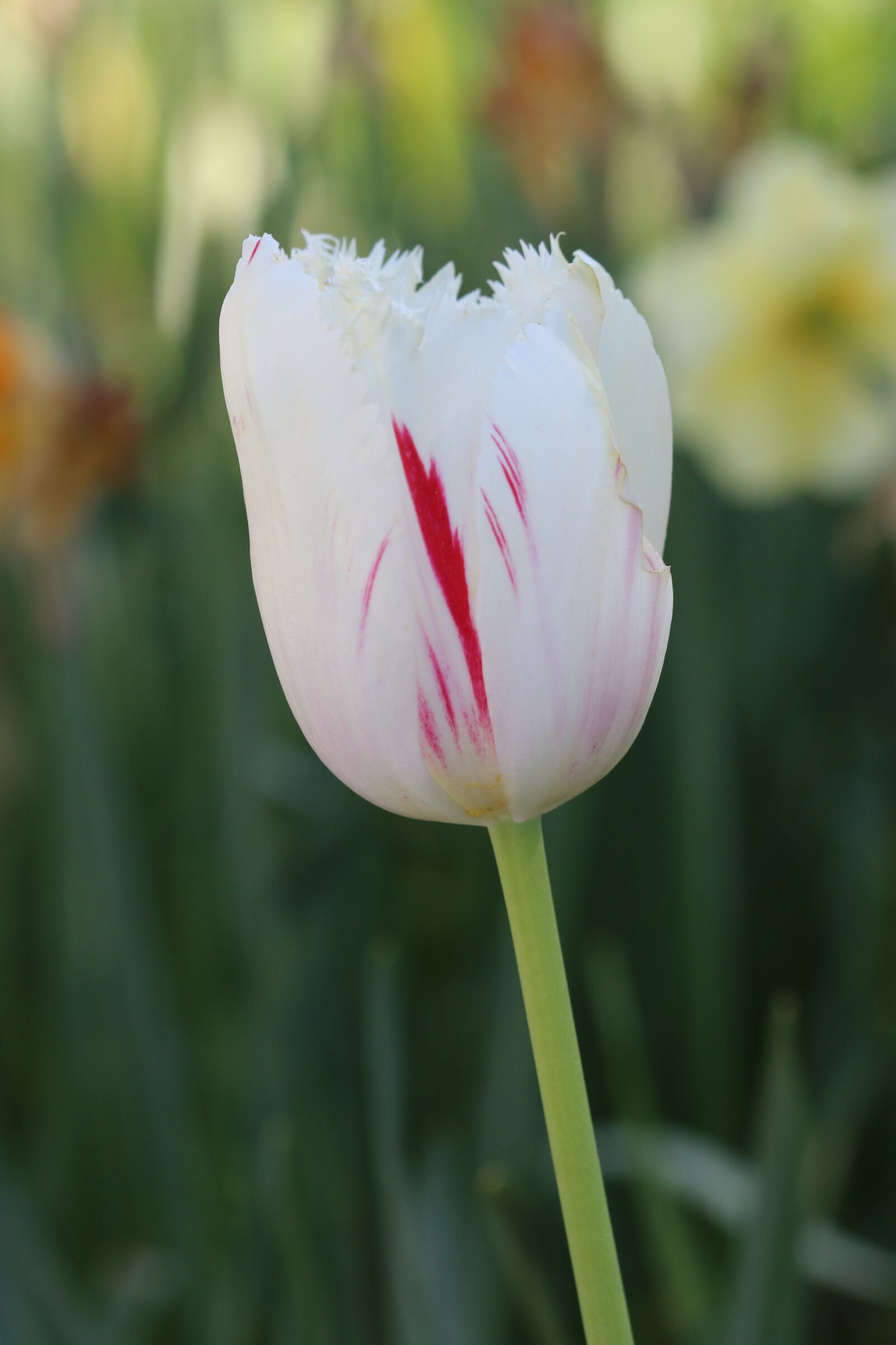 Canon EOS 70D + Canon EF 100mm F2.8 Macro USM sample photo. Tulips, white, pink photography