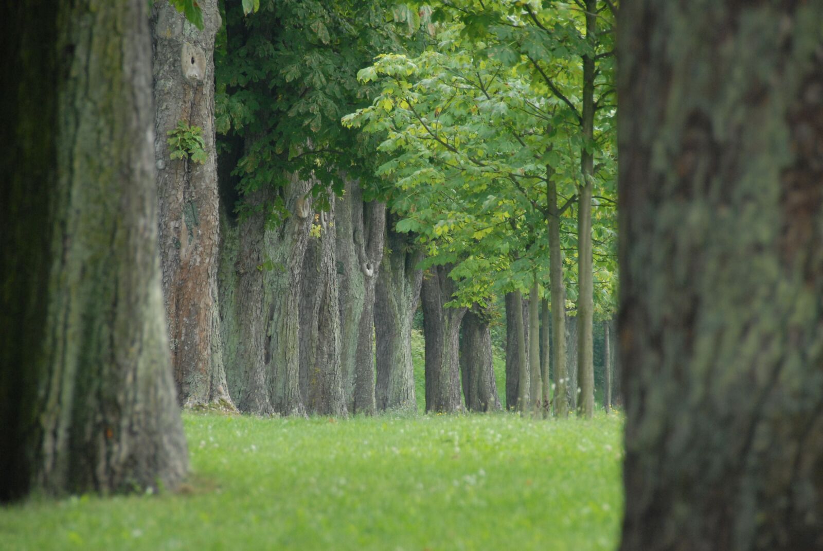 Nikon D200 sample photo. Park, chestnut, avenue photography