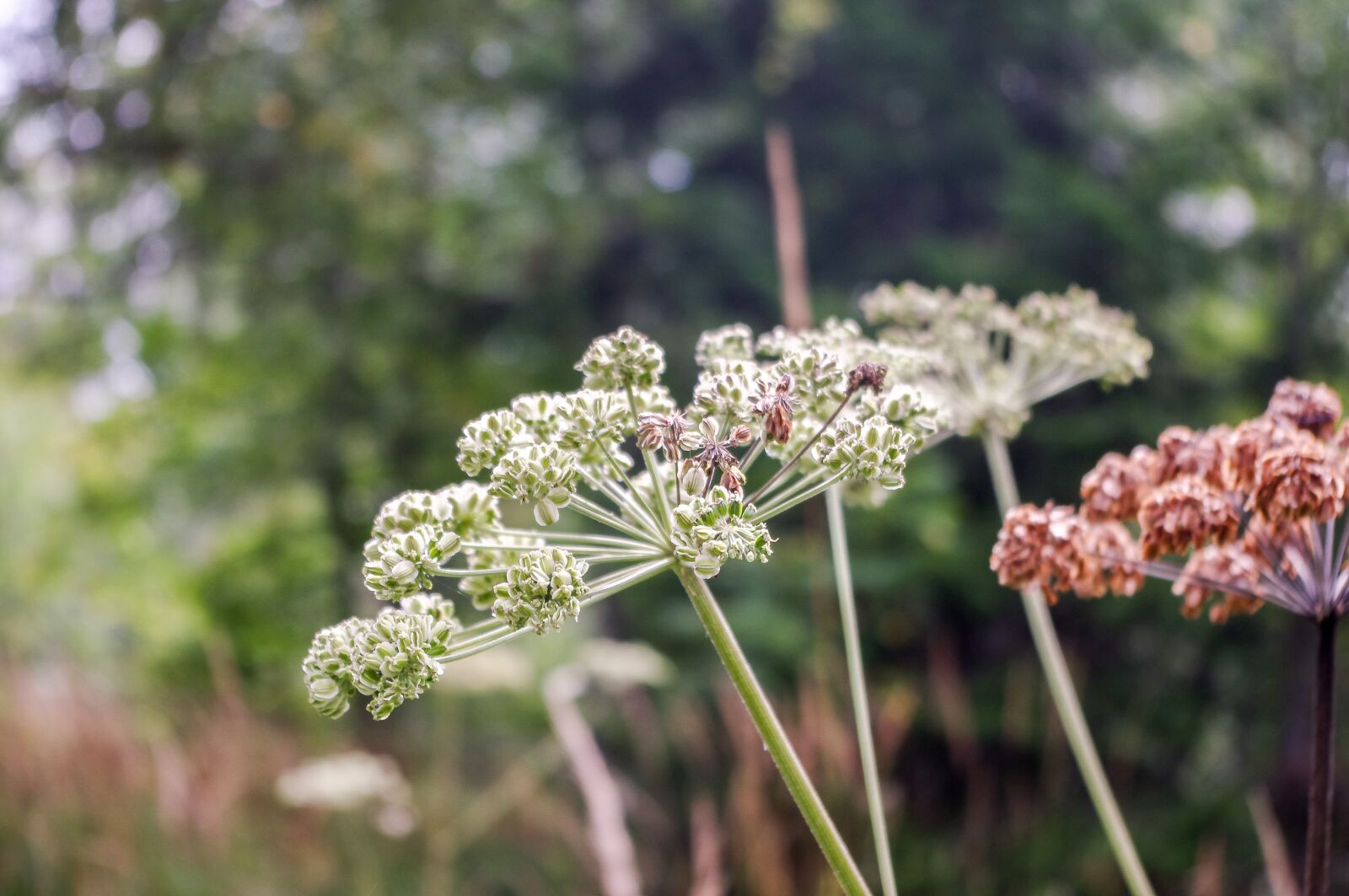 smc PENTAX-DA L 18-55mm F3.5-5.6 sample photo. Flower, plant, nature photography