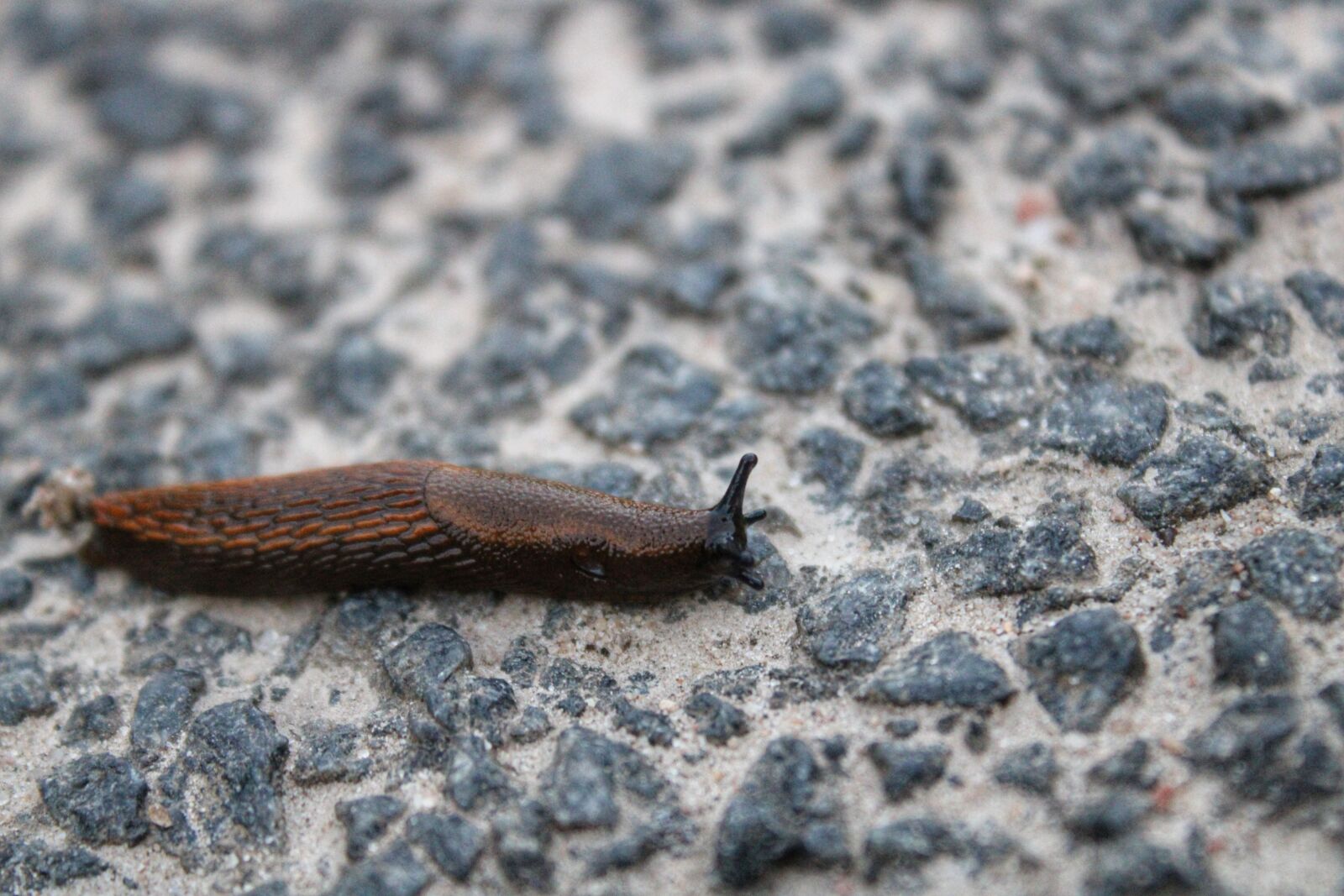 Canon EOS 2000D (EOS Rebel T7 / EOS Kiss X90 / EOS 1500D) sample photo. Snail, slug, nature photography