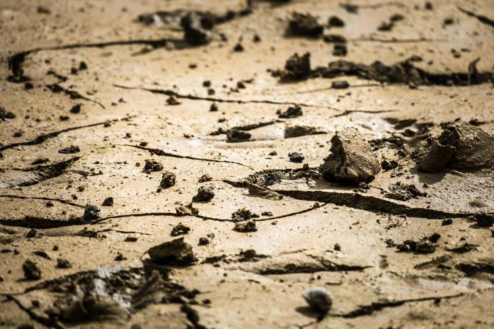 Canon PowerShot G3 X sample photo. Riverbed, mud, ground photography