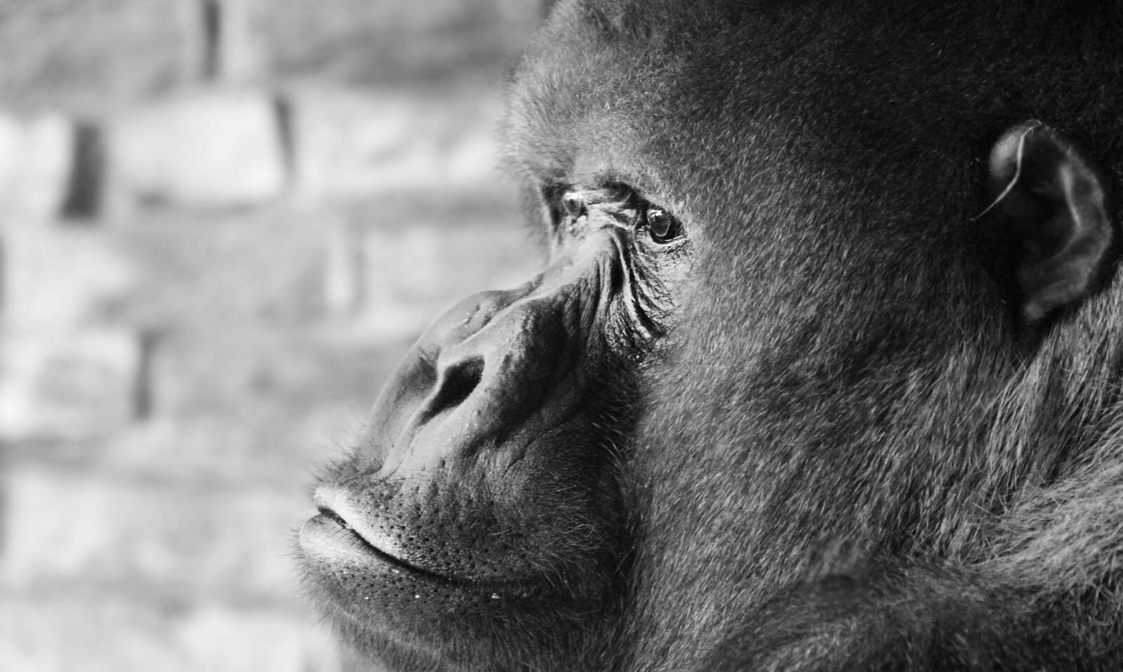 Canon EOS 100D (EOS Rebel SL1 / EOS Kiss X7) sample photo. Gorilla, monochrome, face, head photography