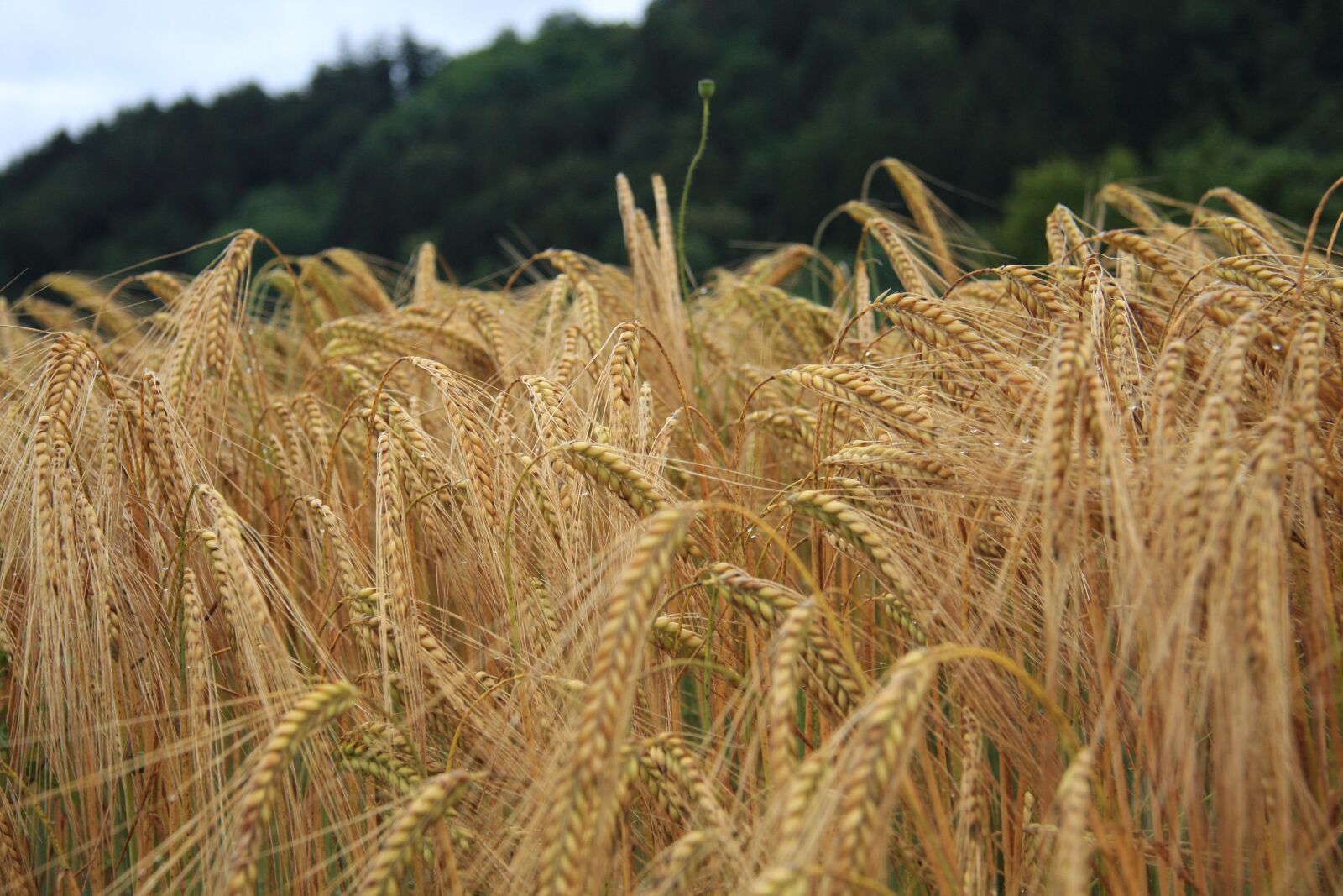 Canon EOS 40D sample photo. Cornfield, wheat, cereals photography