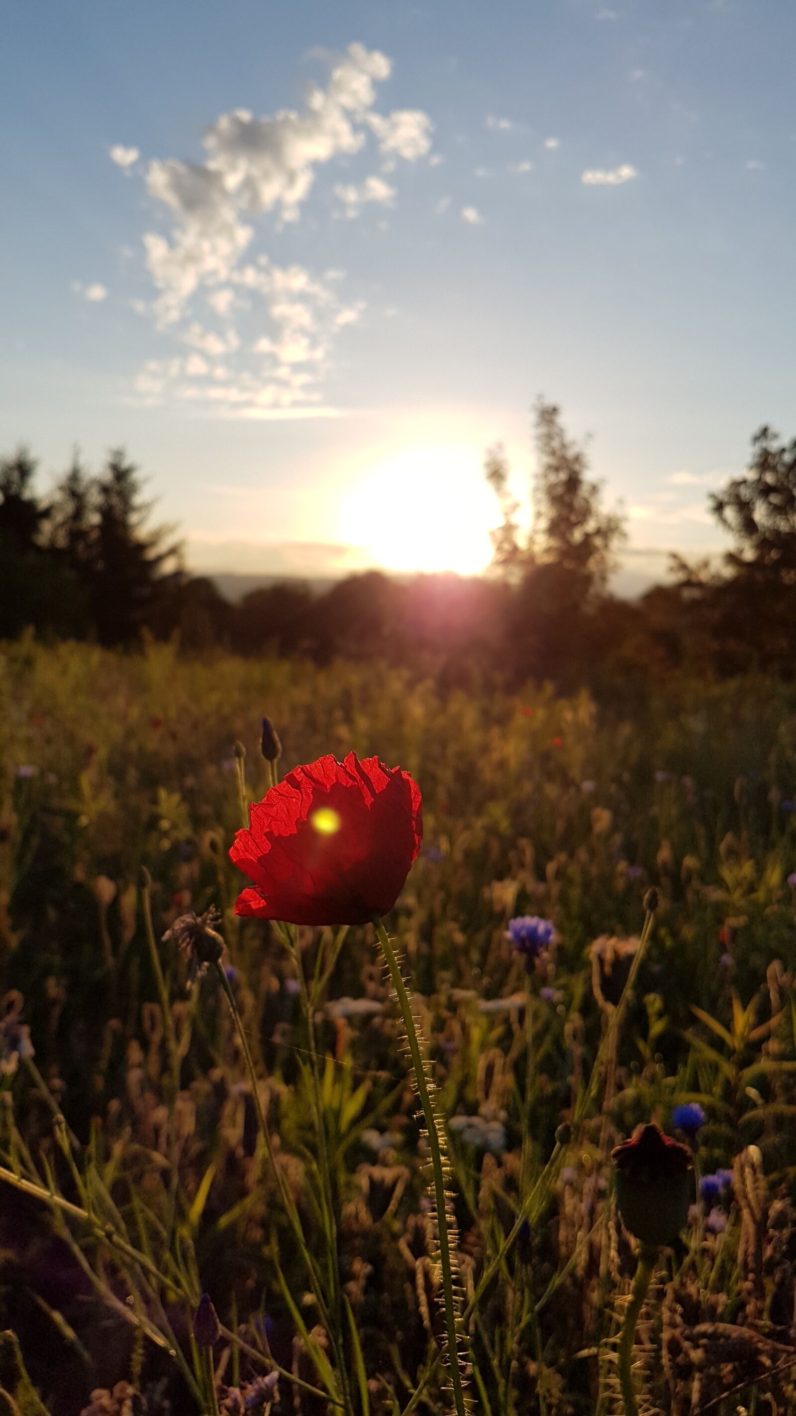 Samsung Galaxy S7 sample photo. Landscape, flowers, sunset photography