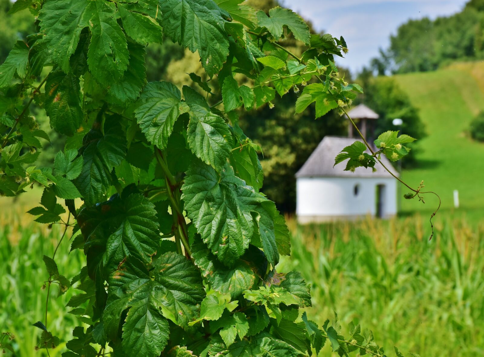 Nikon D7200 sample photo. Leaves, leaf green, green photography