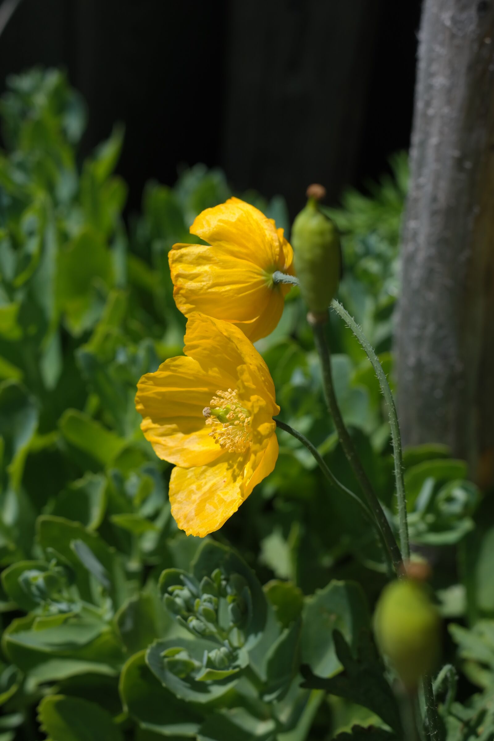 Samsung NX300 sample photo. Iceland poppy, flower, blossom photography