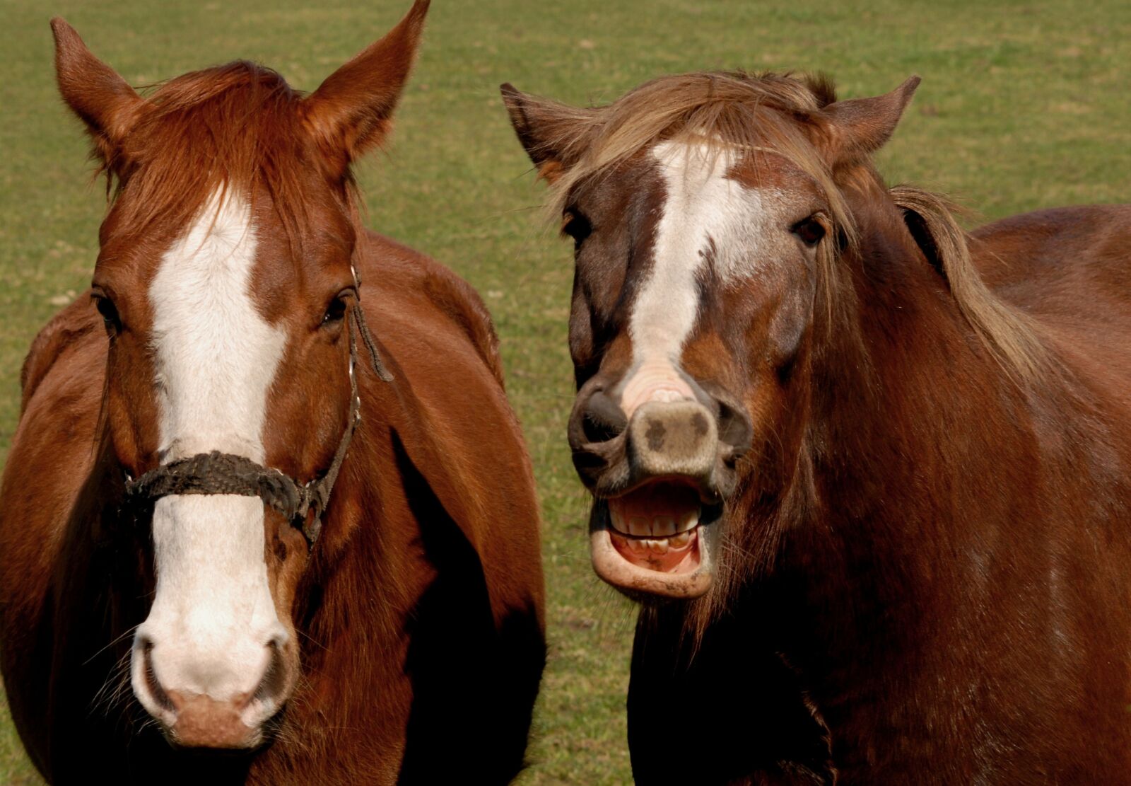 Nikon D200 sample photo. Horse, neigh, pasture photography
