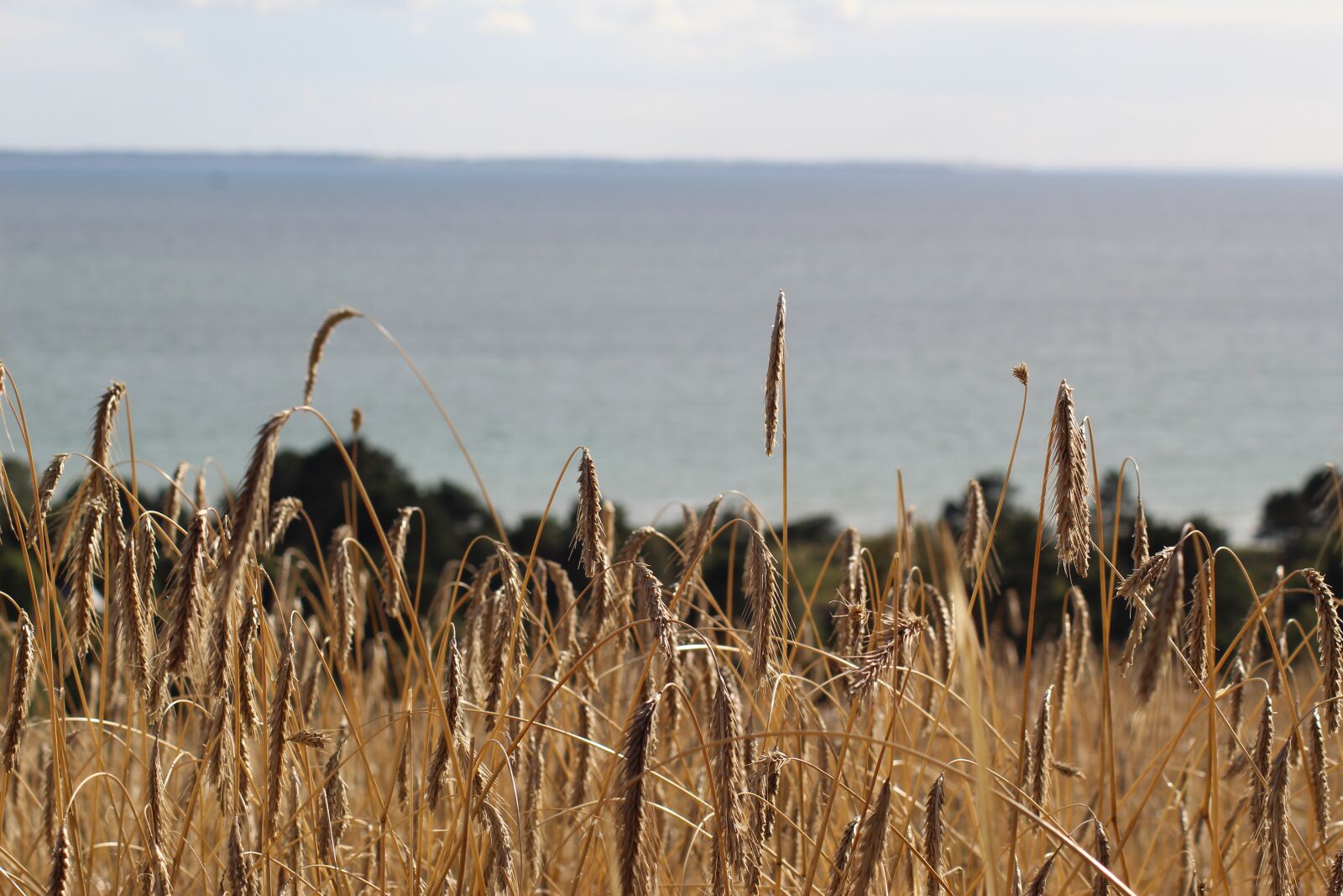 Canon EOS 1300D (EOS Rebel T6 / EOS Kiss X80) sample photo. Rye field, sea, denmark photography
