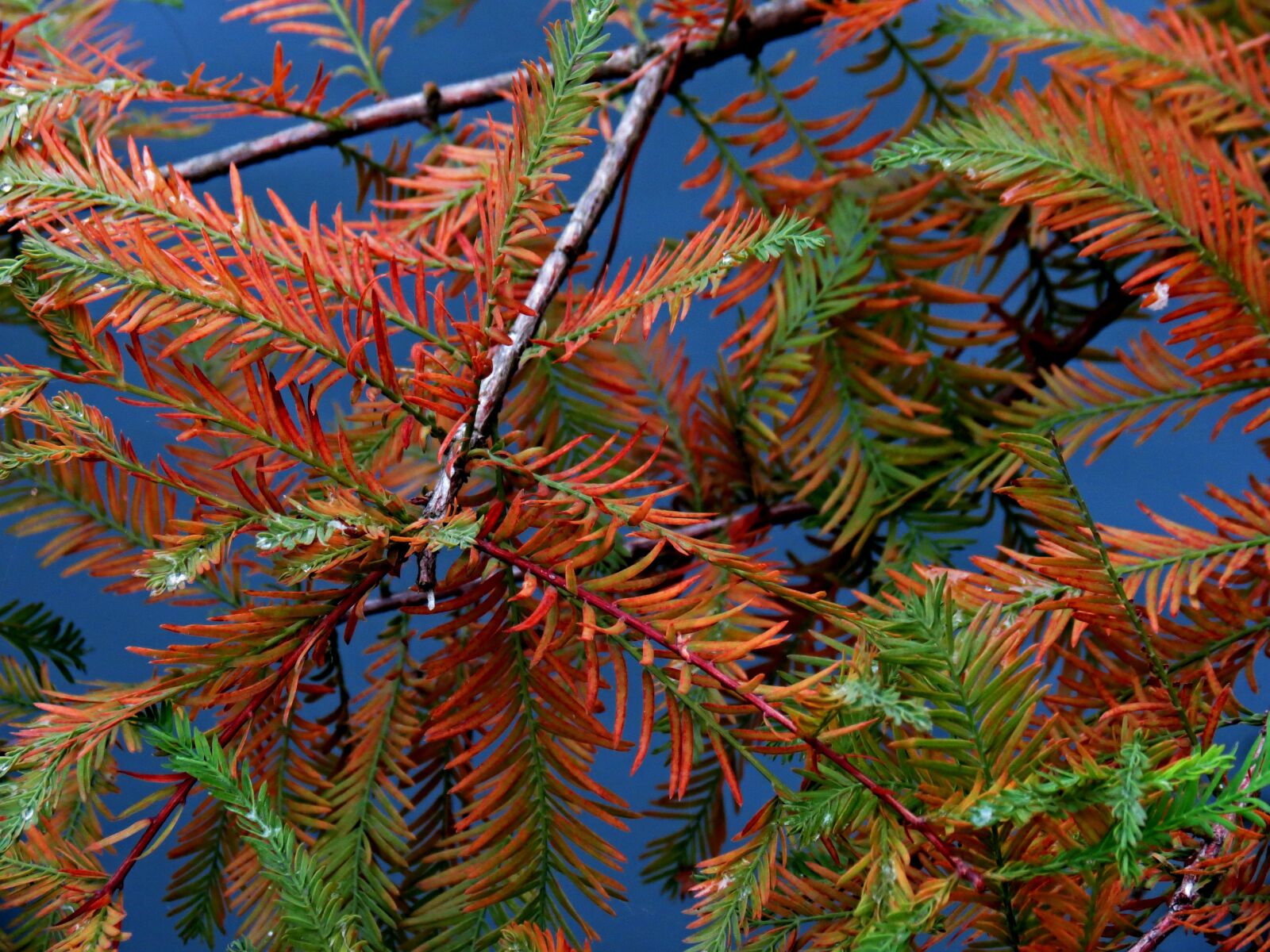 Canon PowerShot SX40 HS sample photo. Branches, conifer, larch photography