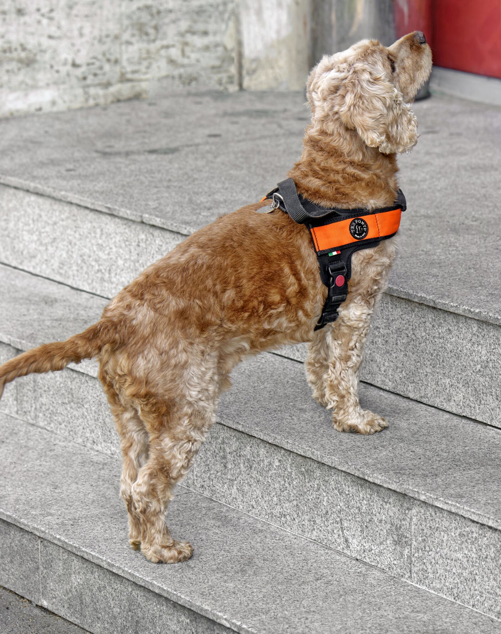 Nikon D5300 sample photo. Dog, pet, domestic photography