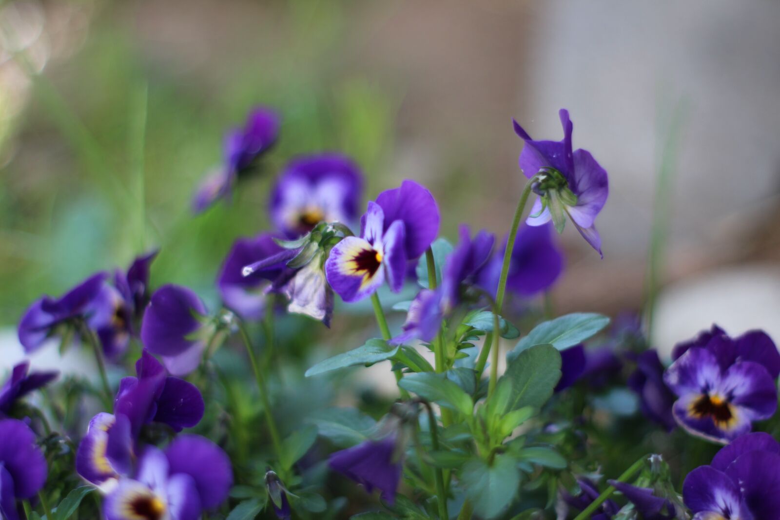 Canon EOS 700D (EOS Rebel T5i / EOS Kiss X7i) sample photo. Flowers, violet, purple photography