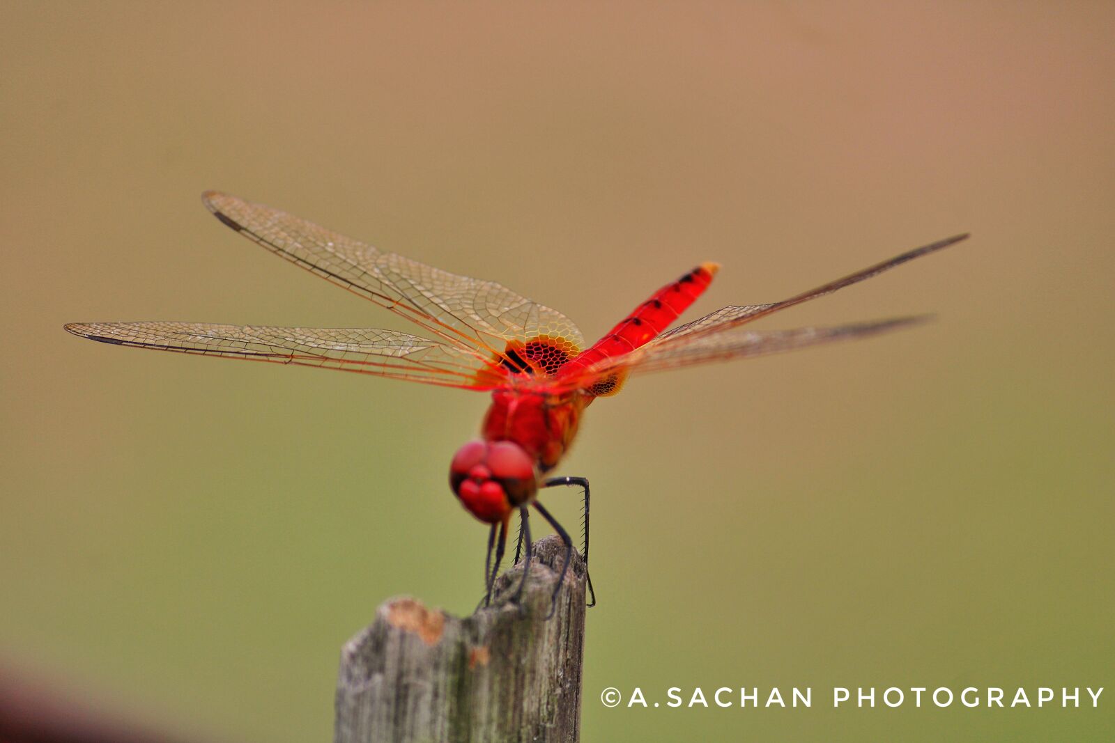 Canon EF-S 55-250mm F4-5.6 IS II sample photo. Dragonfly, red, insect photography