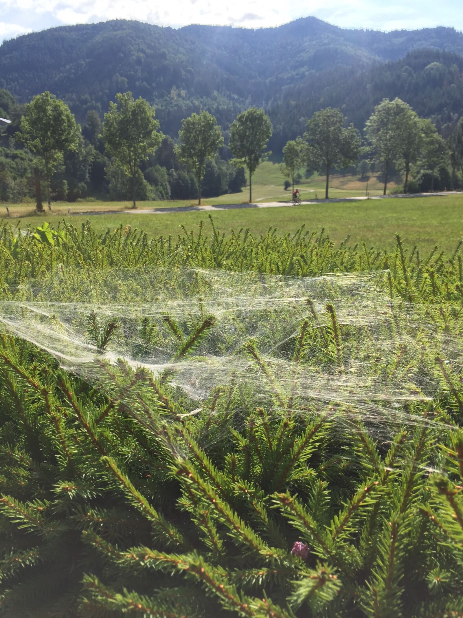Apple iPhone 6 sample photo. Cobweb, nature, spider photography