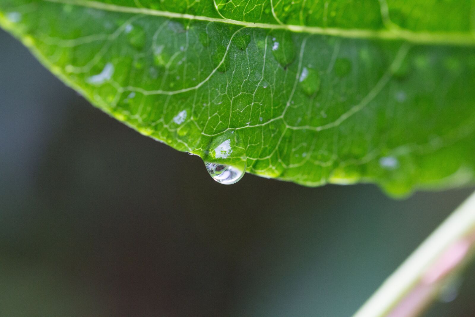 Canon EOS 60D + Canon EF 100mm F2.8L Macro IS USM sample photo. Drip, dew, water photography