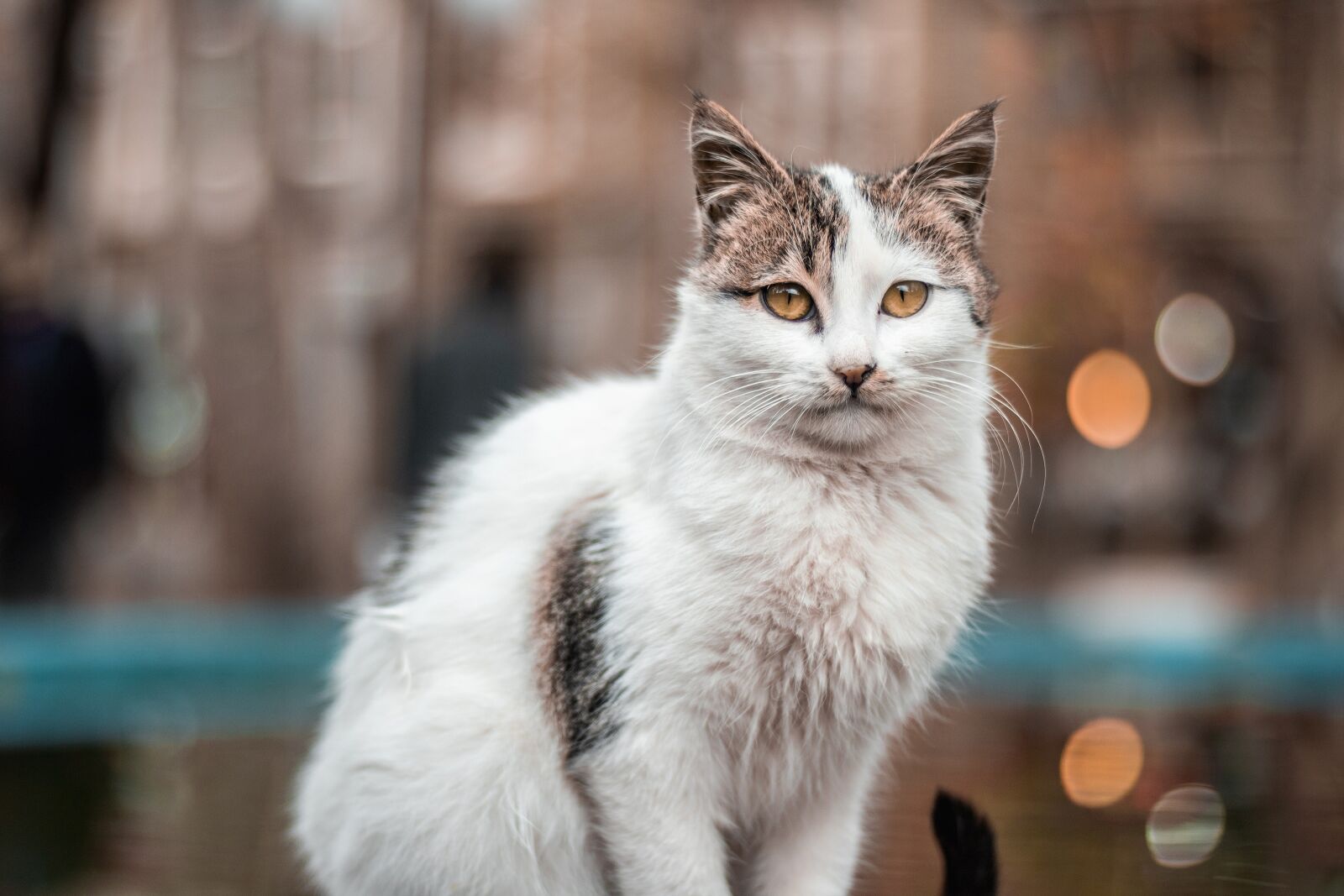 Canon EOS 750D (EOS Rebel T6i / EOS Kiss X8i) sample photo. Cat, animal, city photography