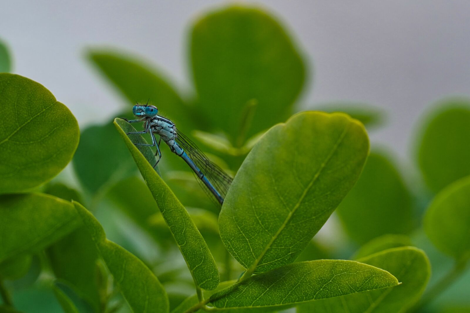 Sony a6400 sample photo. Dragonfly, insect, rainy day photography