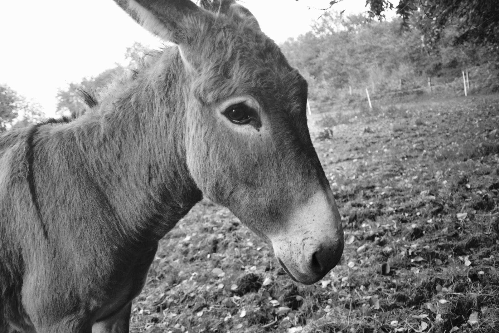 Nikon D5200 sample photo. Donkey, portrait, profile photography
