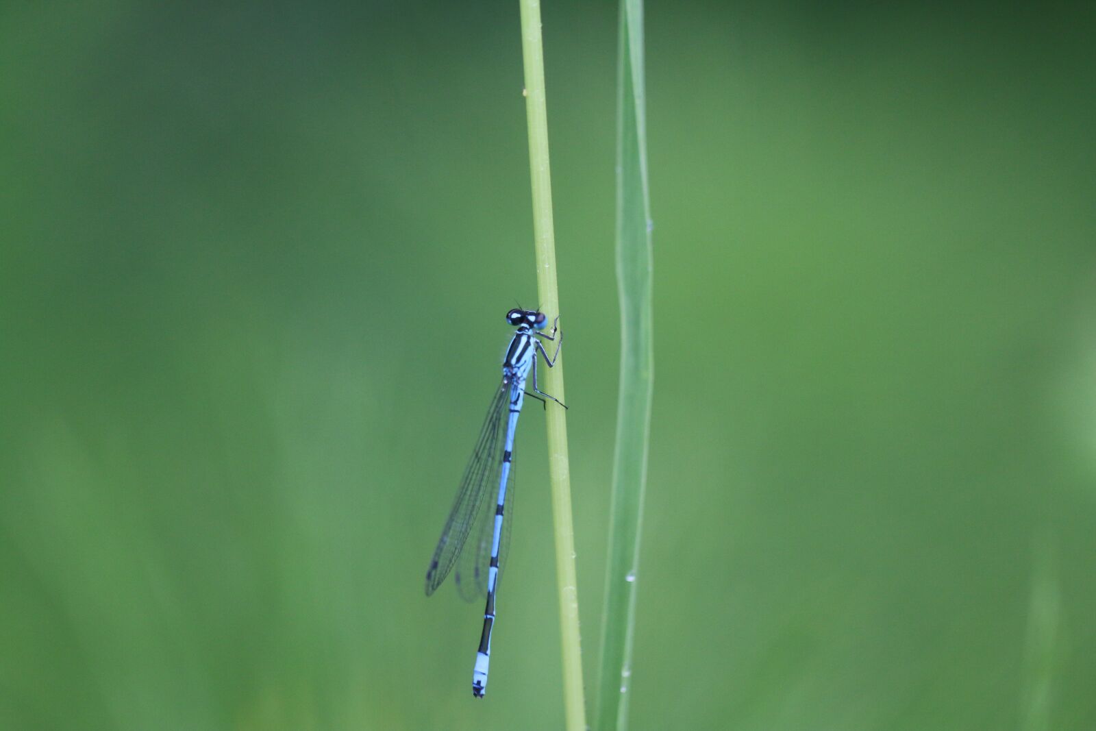 Canon EOS 70D + Canon EF 100mm F2.8L Macro IS USM sample photo. Odonate, dragonfly, insects photography