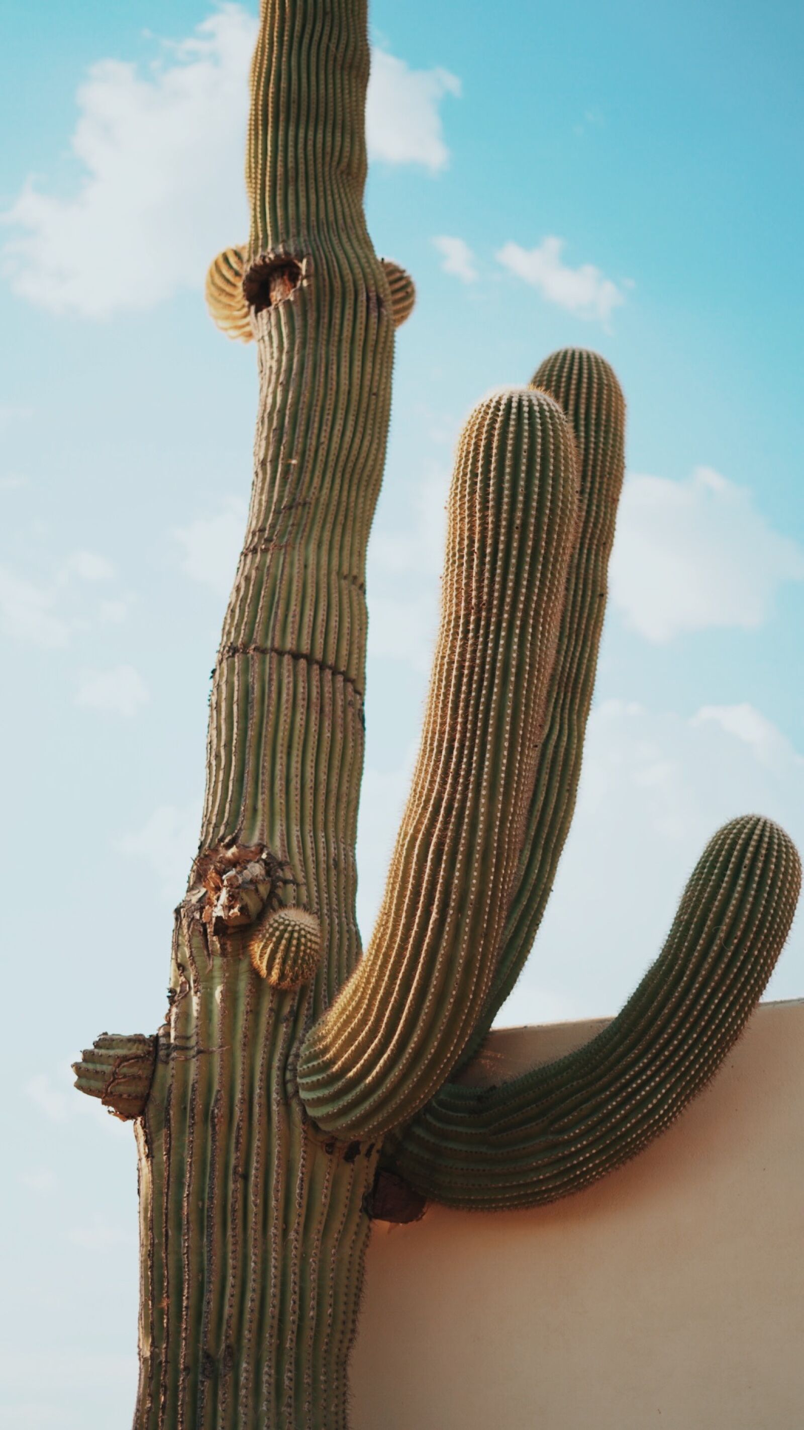Sony a7R II sample photo. Arizona, cactus, cactus, plant photography