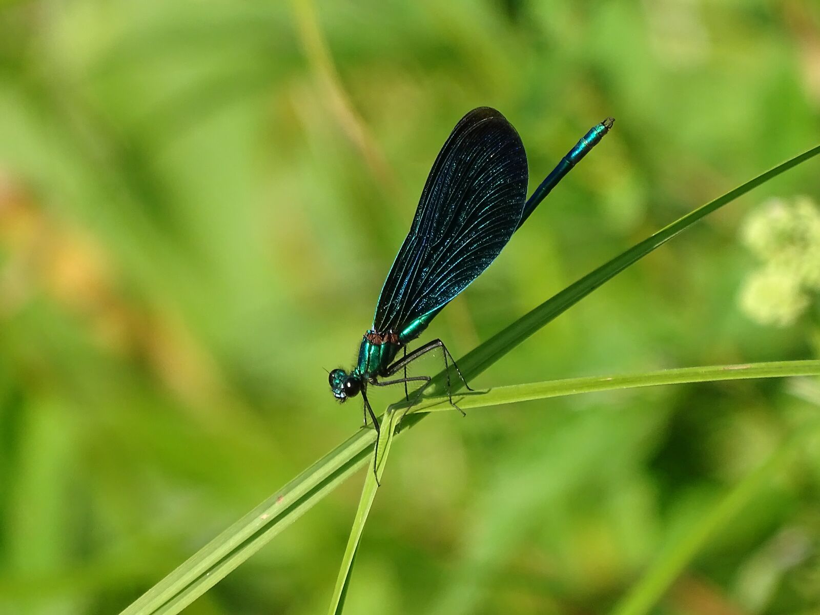 Sony Cyber-shot DSC-HX400V sample photo. Demoiselle, dragonfly, blue-winged demoiselle photography
