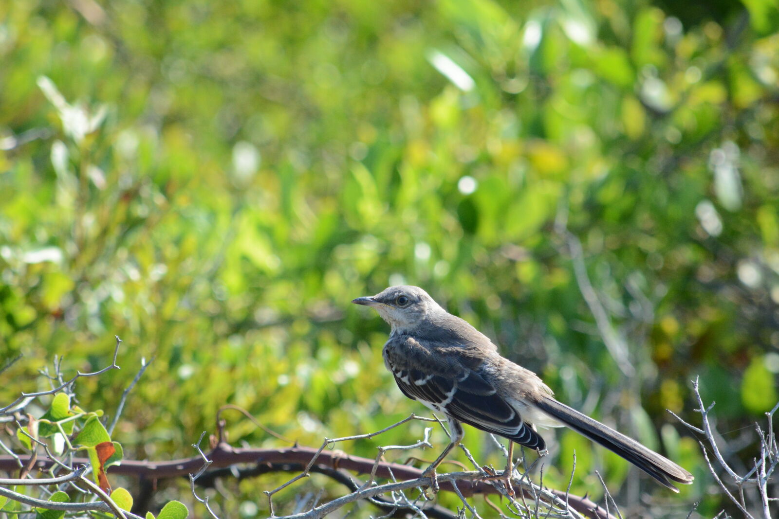 Nikon D7100 sample photo