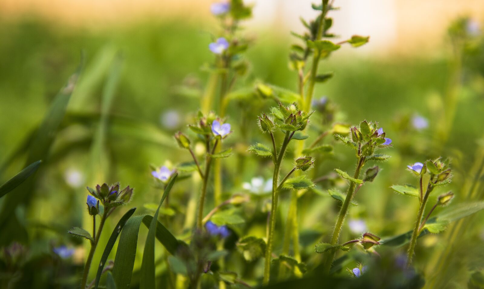 Canon EOS 77D (EOS 9000D / EOS 770D) sample photo. Grass, meadow, green photography