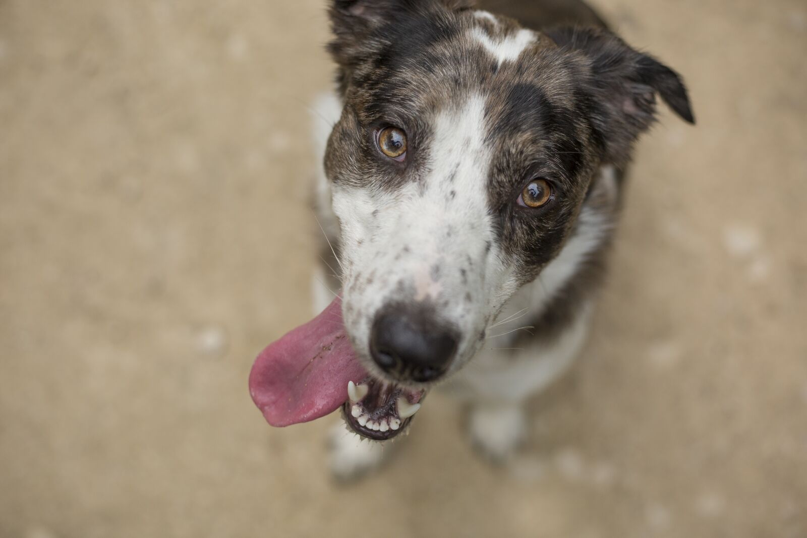 Canon EOS 5D Mark III sample photo. Dog, cute, pet photography