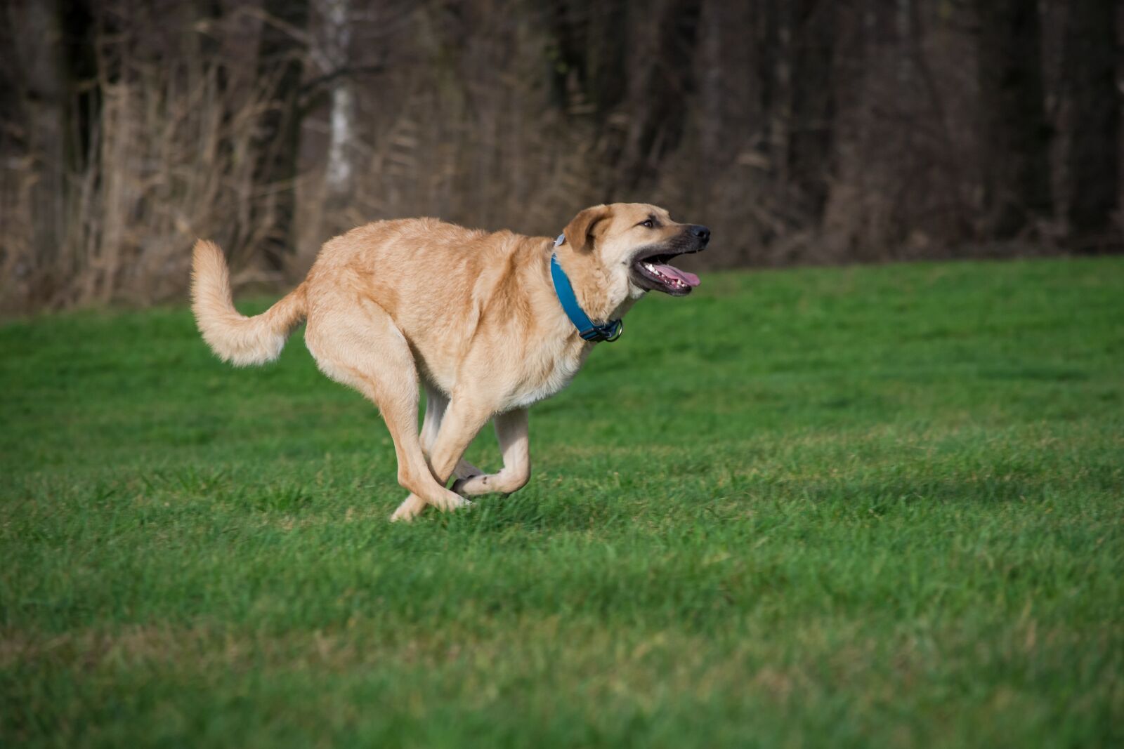 Nikon D7200 sample photo. Grass, dog, animal photography