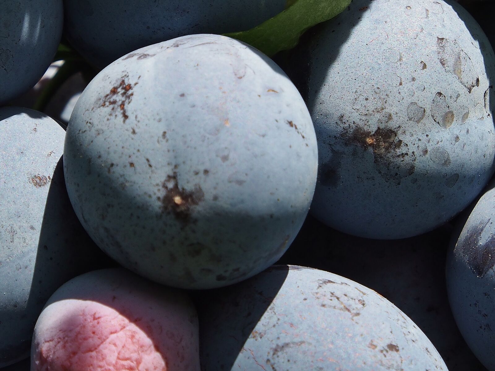 Olympus OM-D E-M5 sample photo. Plums, fruit, blue photography