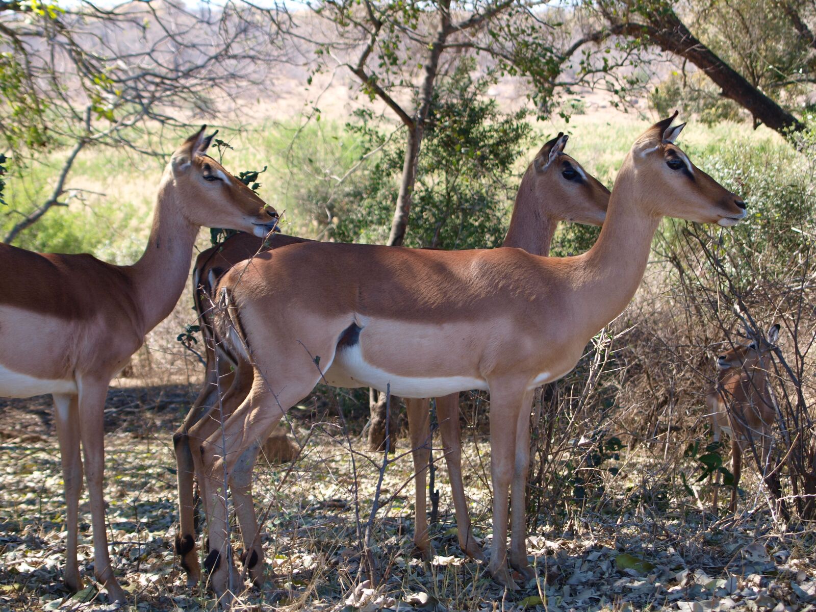Olympus E-420 (EVOLT E-420) sample photo. Impala, gazelle, animal world photography