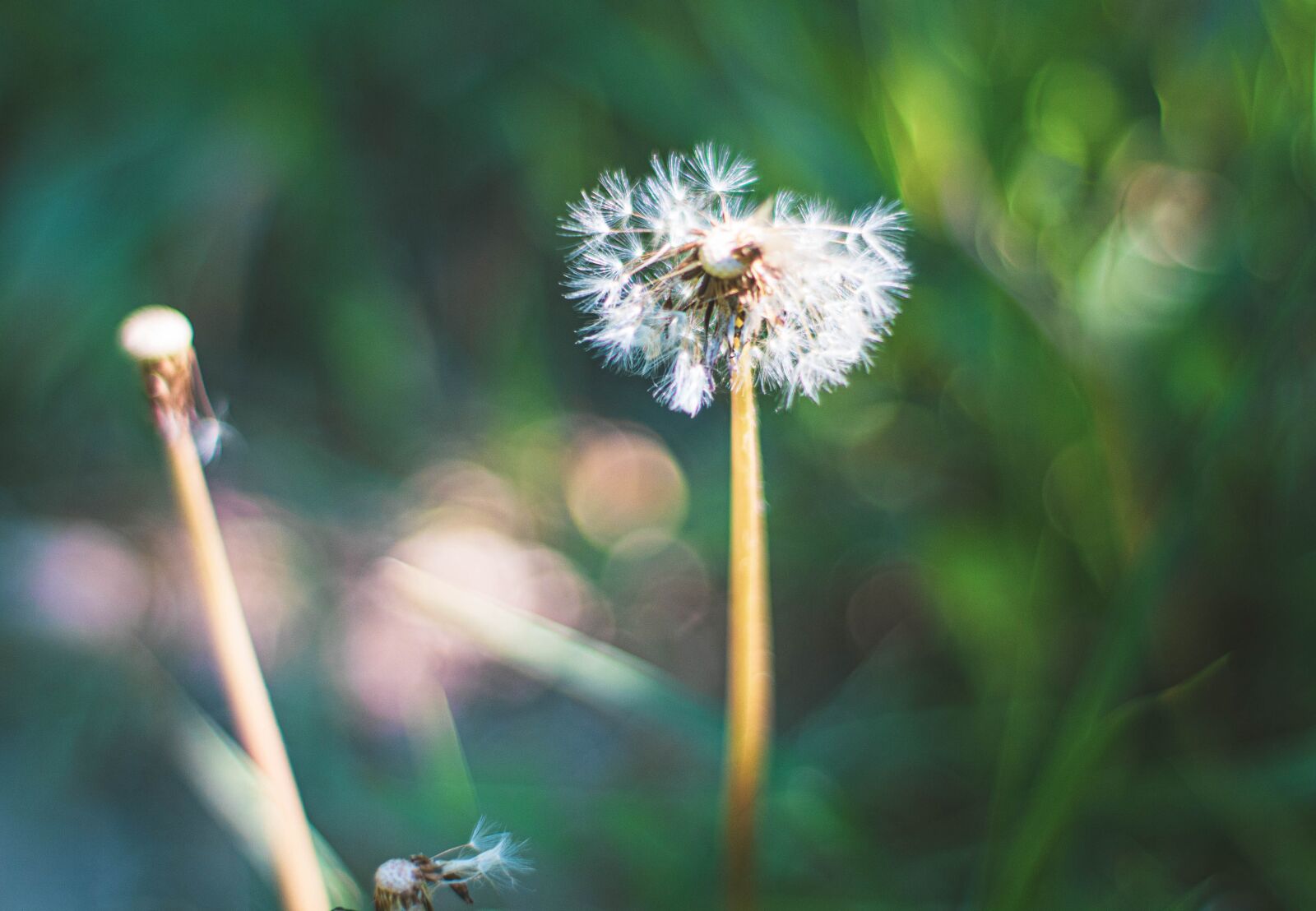 Canon EOS 1300D (EOS Rebel T6 / EOS Kiss X80) sample photo. Dandelion, bokeh, garden photography