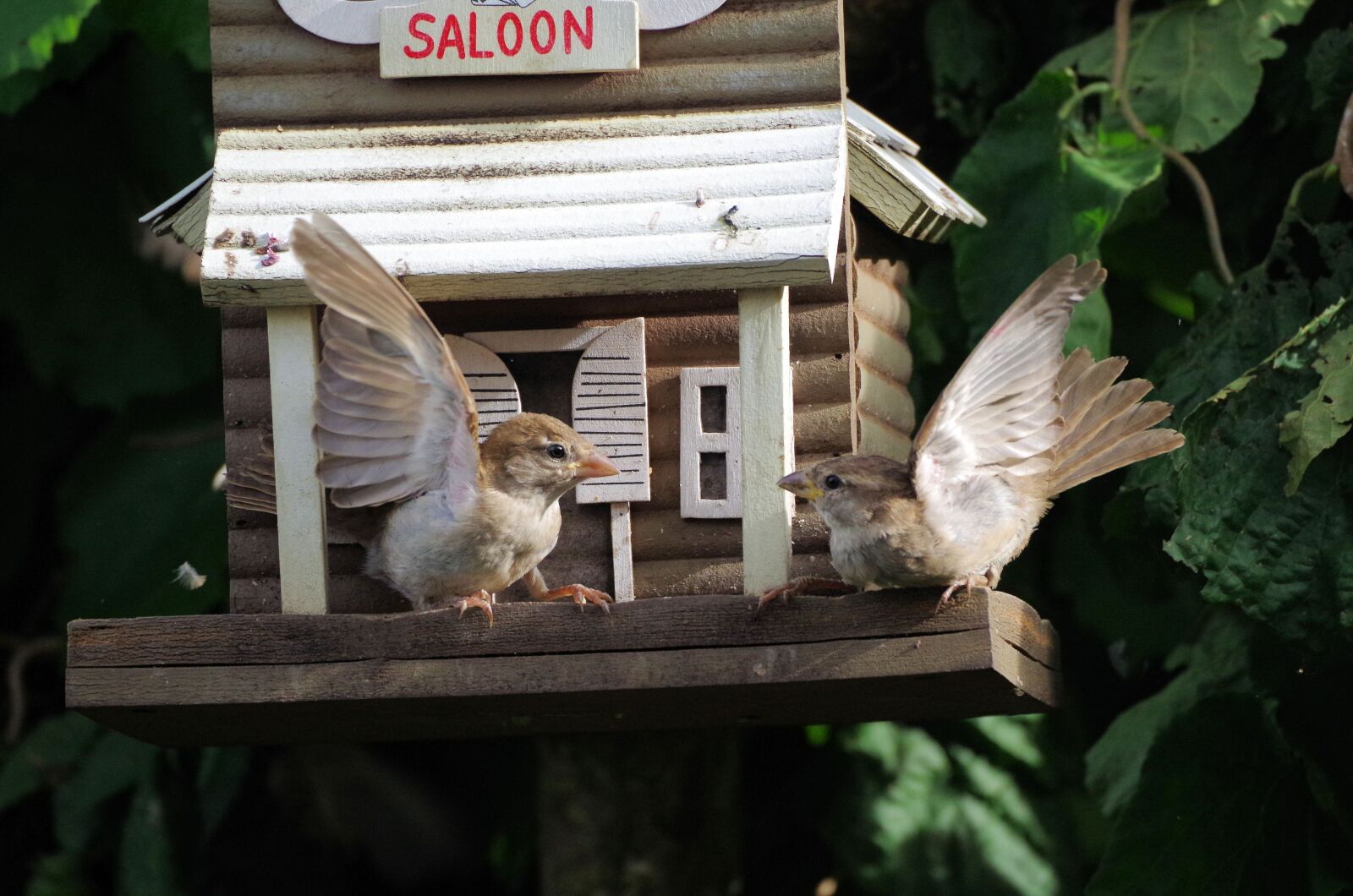 Pentax K-50 sample photo. Sparrows, bird, dispute photography