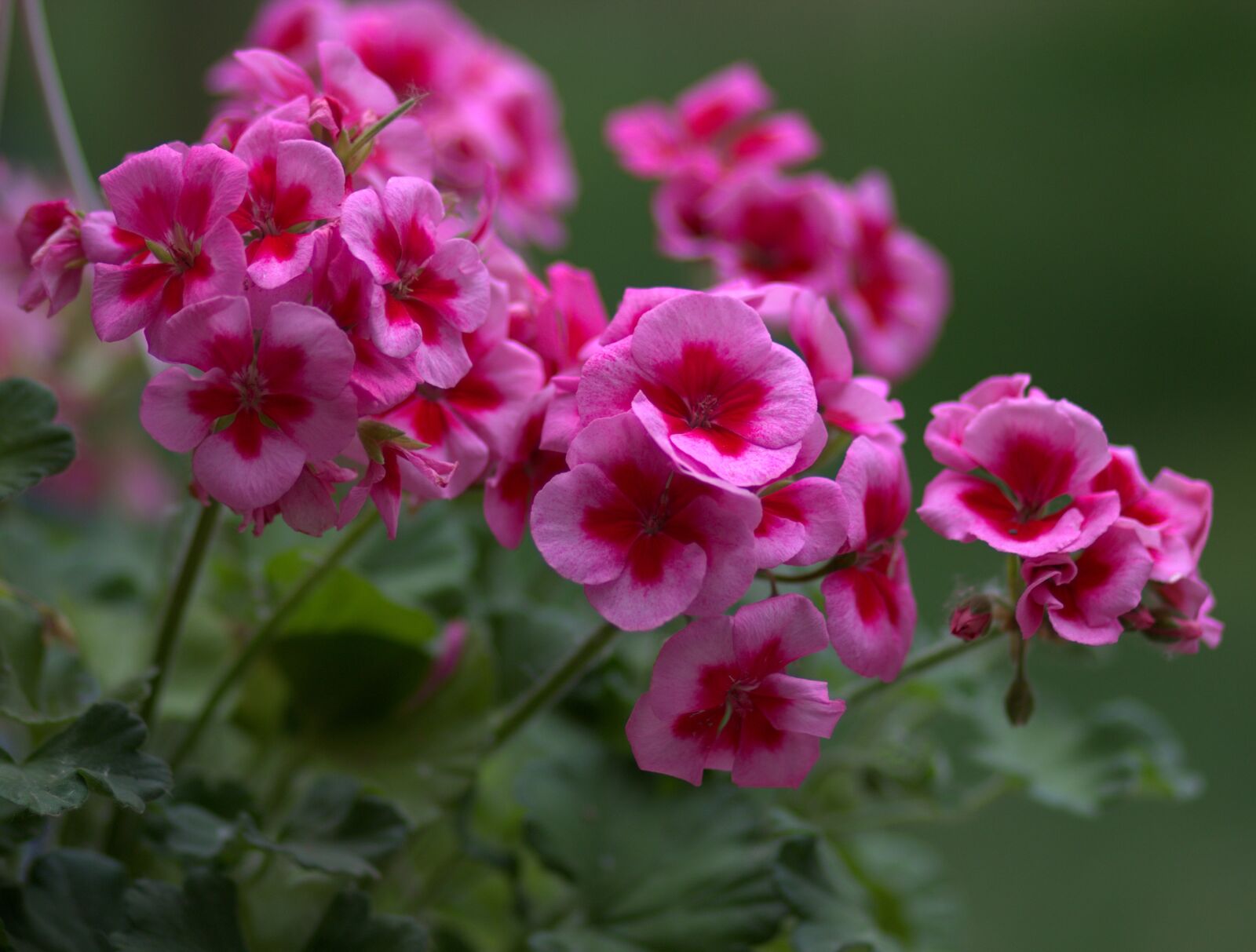 Canon EF 85mm F1.8 USM sample photo. Geranium, flower, pink photography