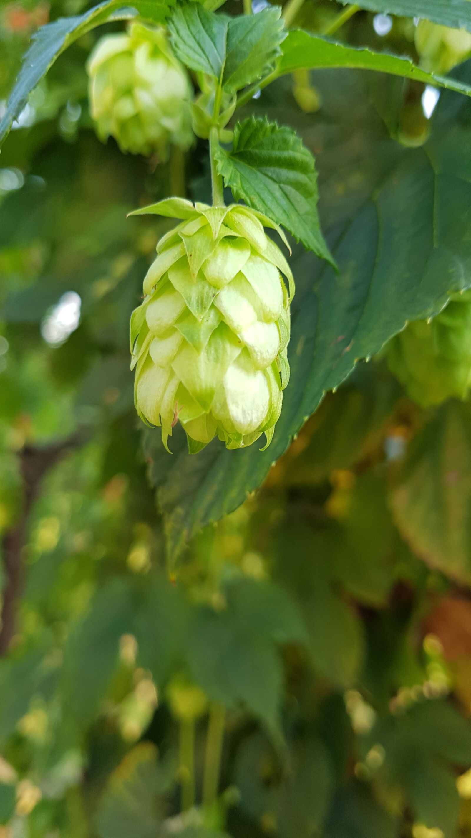 Samsung Galaxy S7 Edge sample photo. Hop, beer, austria photography