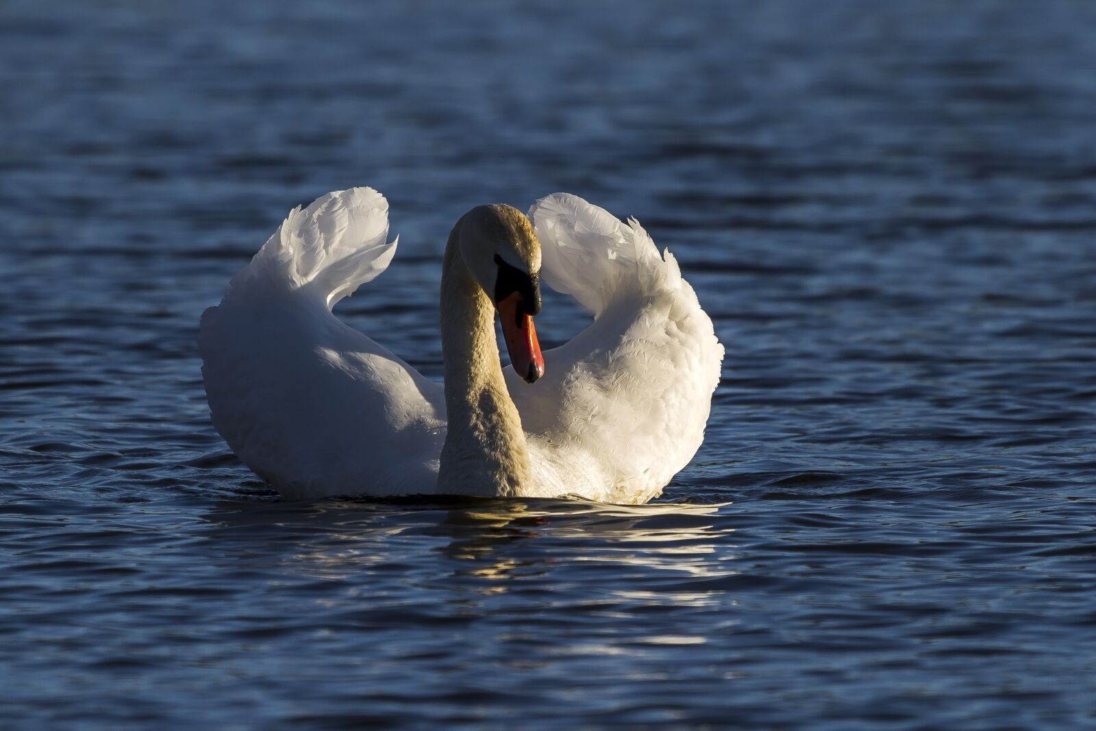 Canon EF 100-400mm F4.5-5.6L IS USM sample photo. Water, swans, villfugl photography