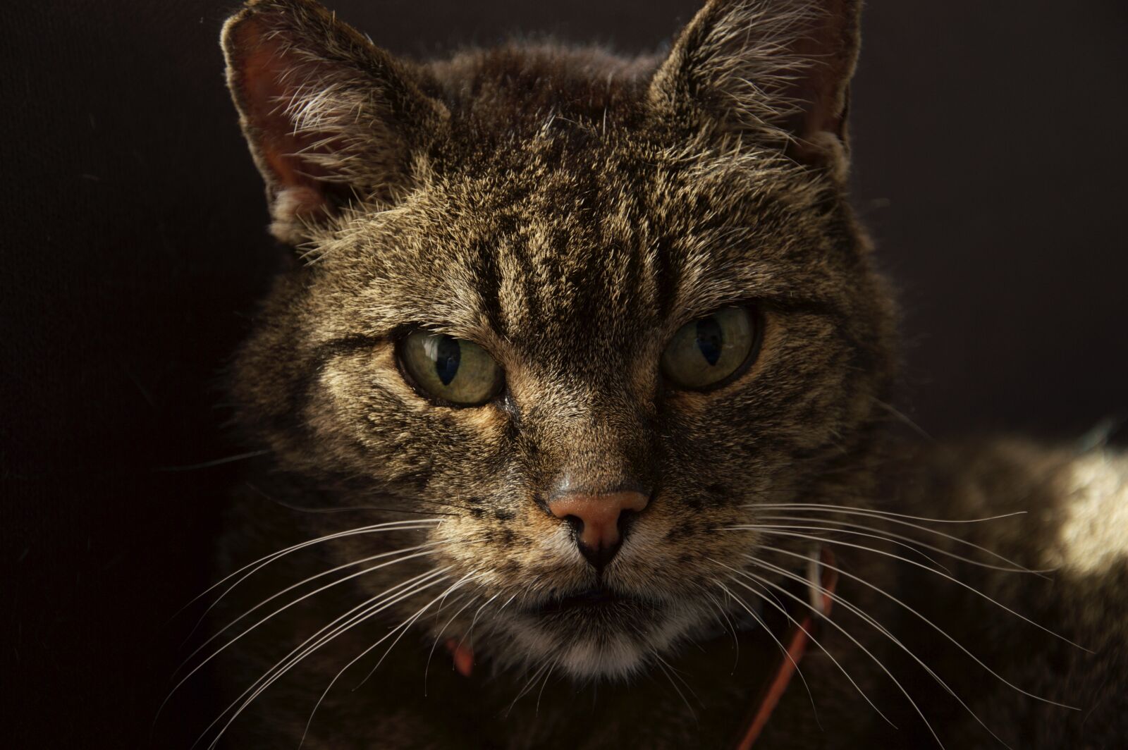 Nikon D3200 sample photo. Cat, calm, look photography
