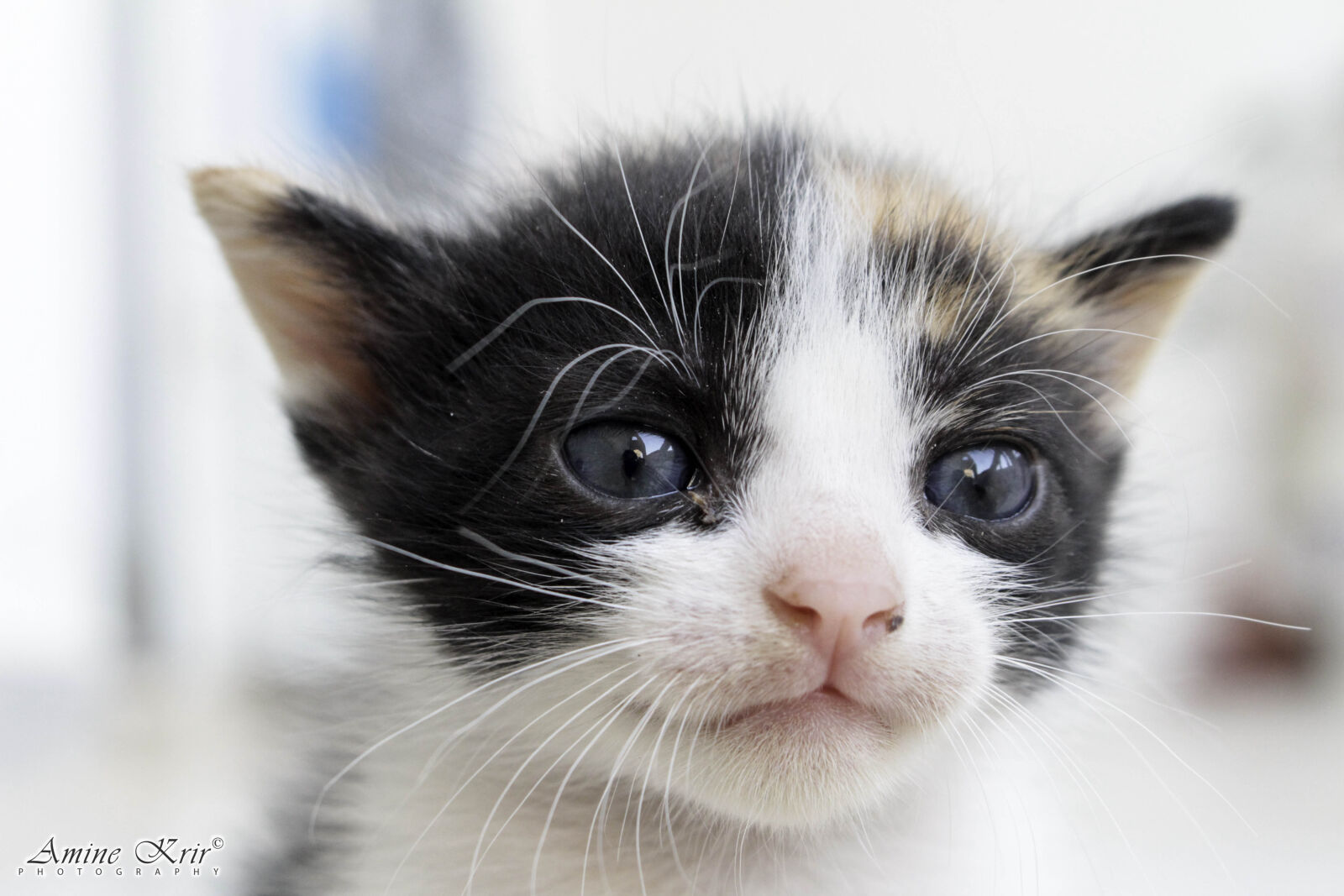 Canon EOS 700D (EOS Rebel T5i / EOS Kiss X7i) sample photo. Cat, cat, face, cat photography
