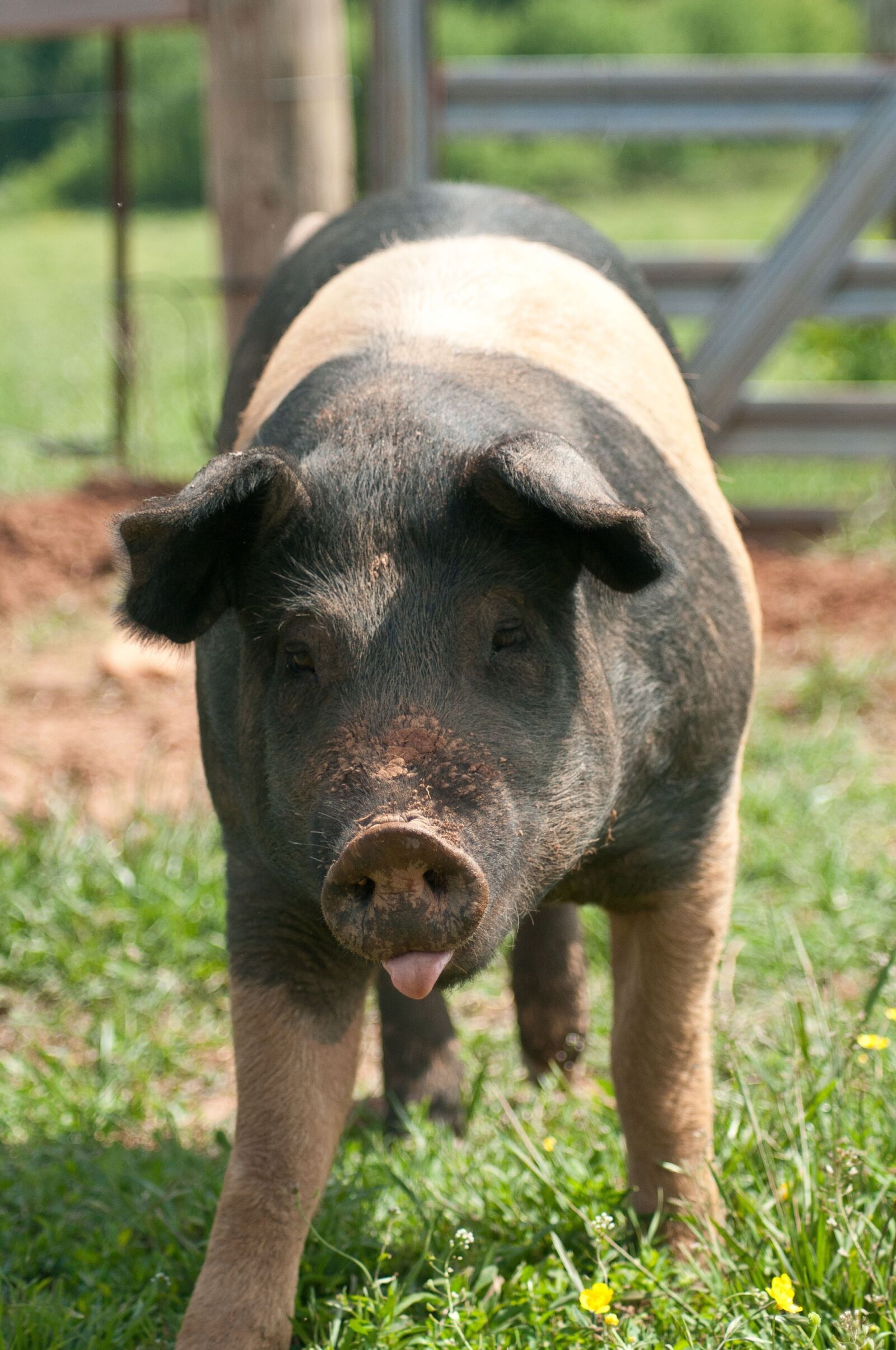 Nikon D300 sample photo. Pig, pasture, snout photography