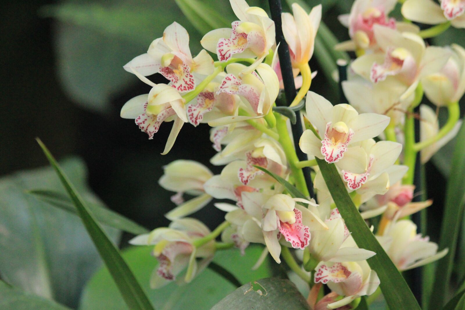 Canon EOS 650D (EOS Rebel T4i / EOS Kiss X6i) sample photo. Orchid, flower, plant photography