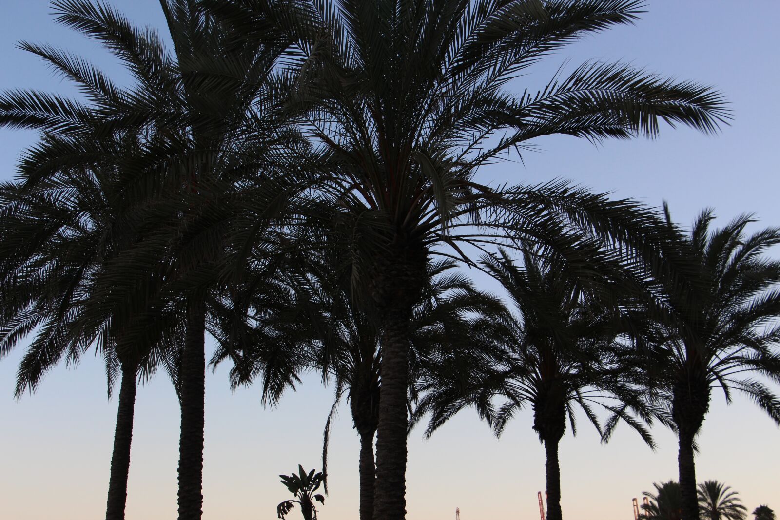 Canon EOS 700D (EOS Rebel T5i / EOS Kiss X7i) sample photo. Palm, background, green photography
