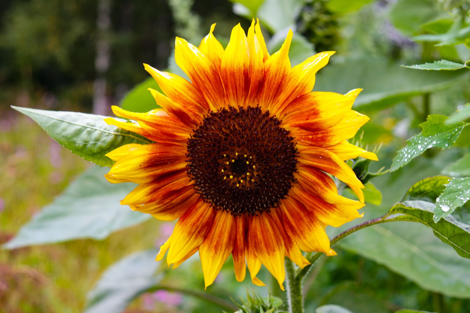 Canon EOS 200D (EOS Rebel SL2 / EOS Kiss X9) sample photo. Sunflower, village, dacha photography