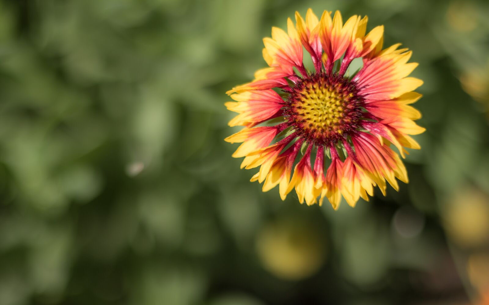 Canon EOS 7D Mark II sample photo. Flower, flora, nature photography