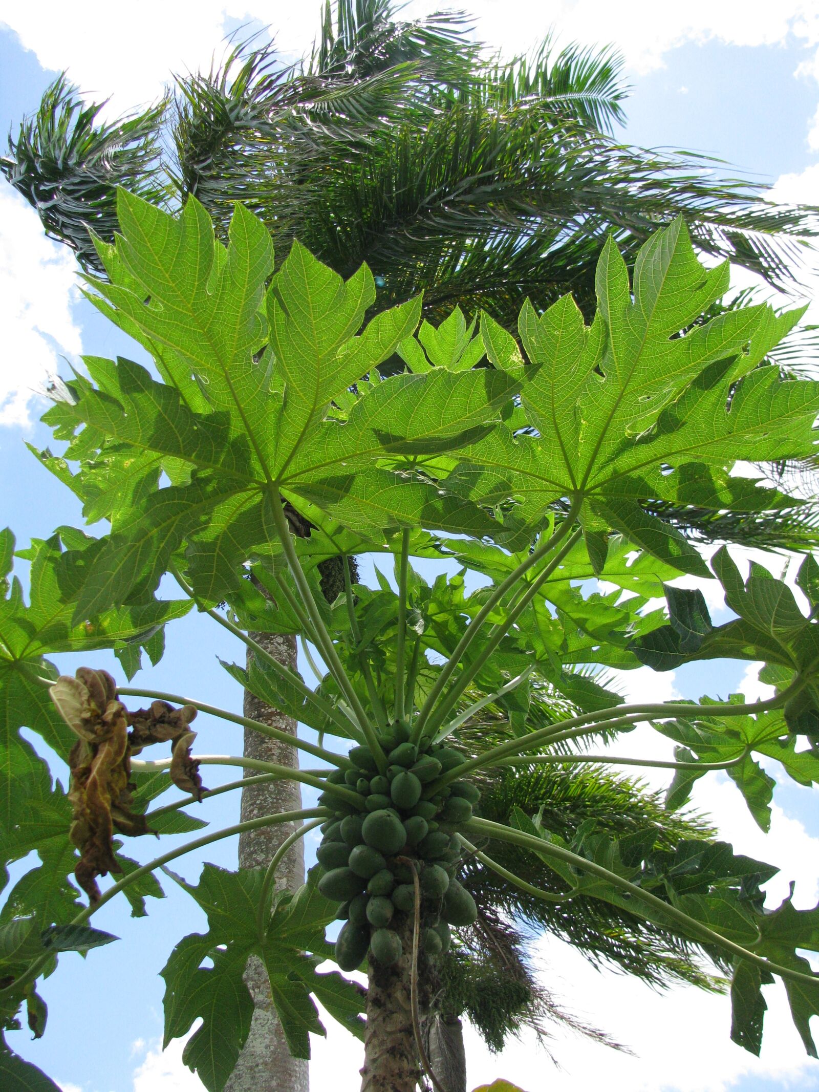 Canon POWERSHOT SX100 IS sample photo. Tree, palm, vacations photography