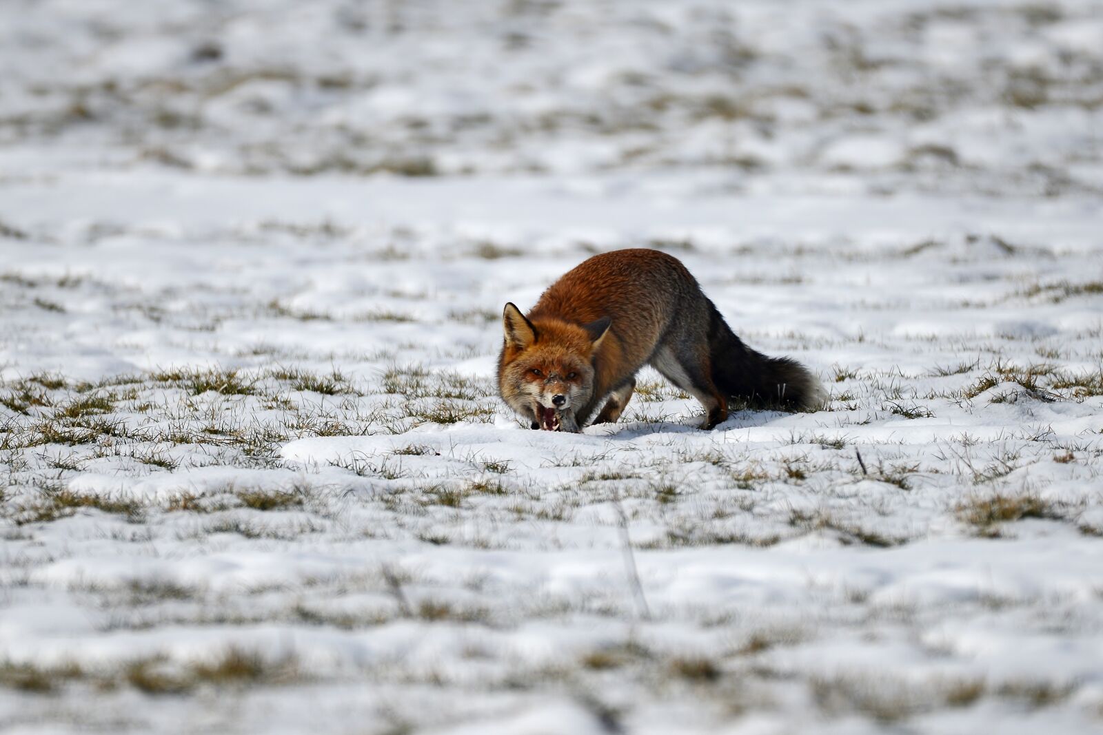 Nikon D600 sample photo. Fox, predator, wild photography