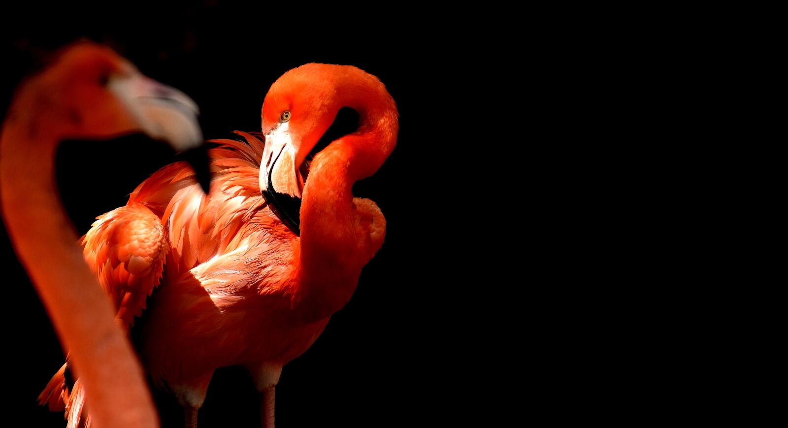 Nikon D7200 sample photo. Flamingo, bird, colorful photography