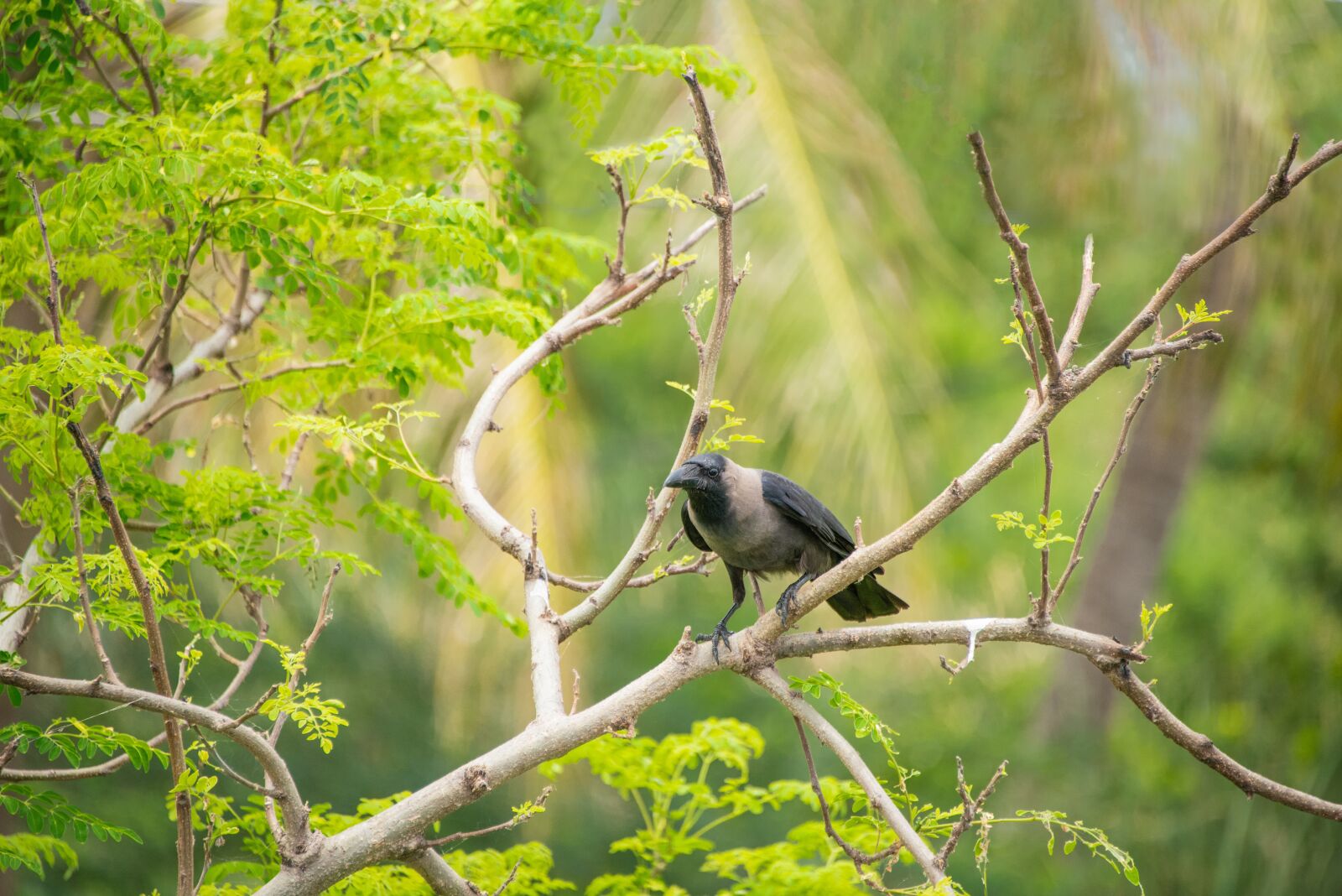 Nikon D800 sample photo. Crow, birds, raven photography