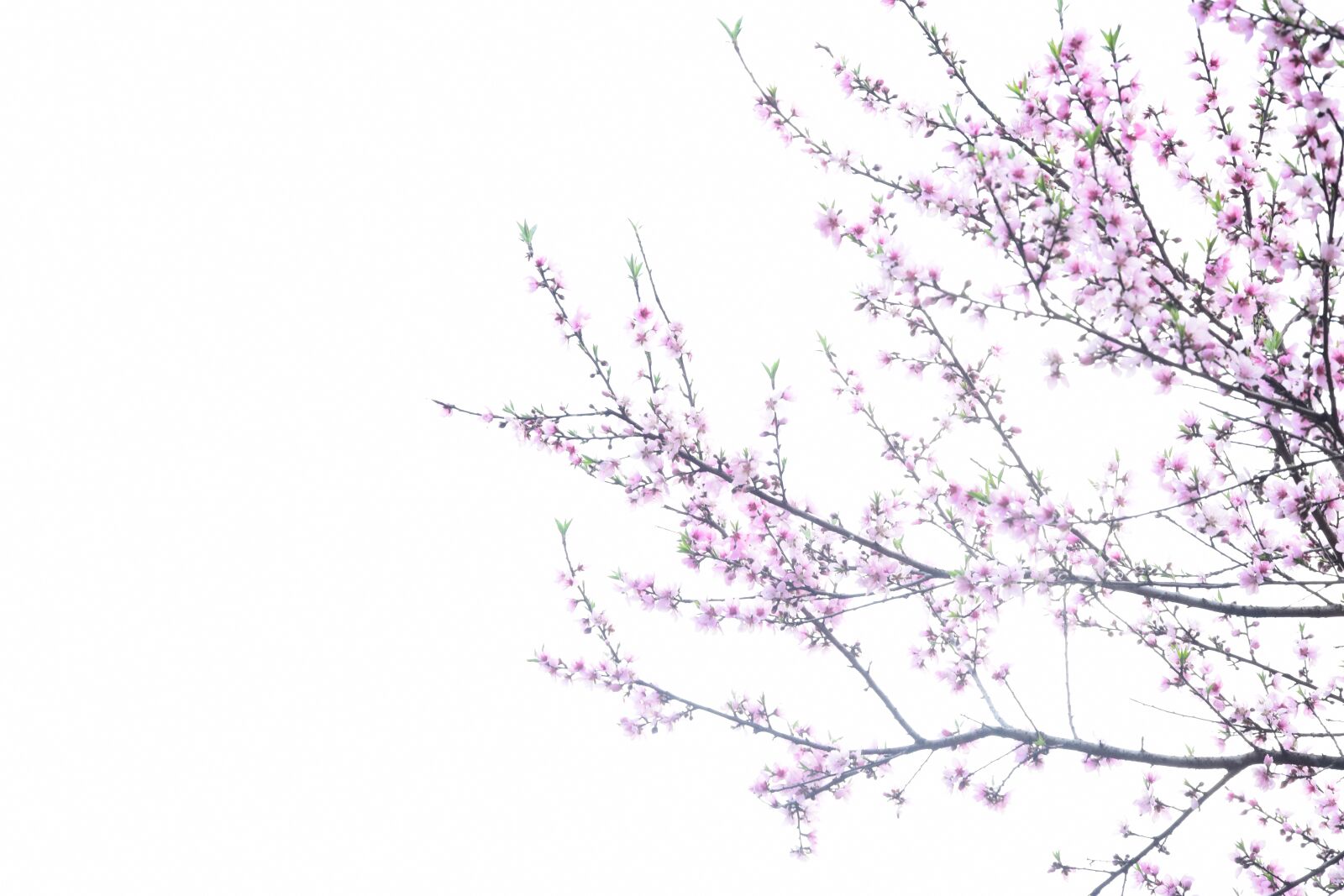 Nikon D5300 sample photo. Peach blossom, spring, ink photography