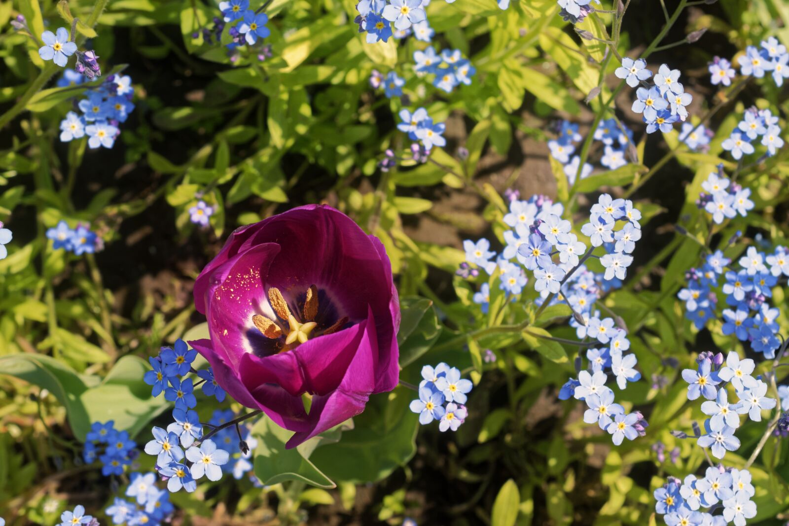 Nikon D5300 sample photo. Flower, flowers, tulip photography